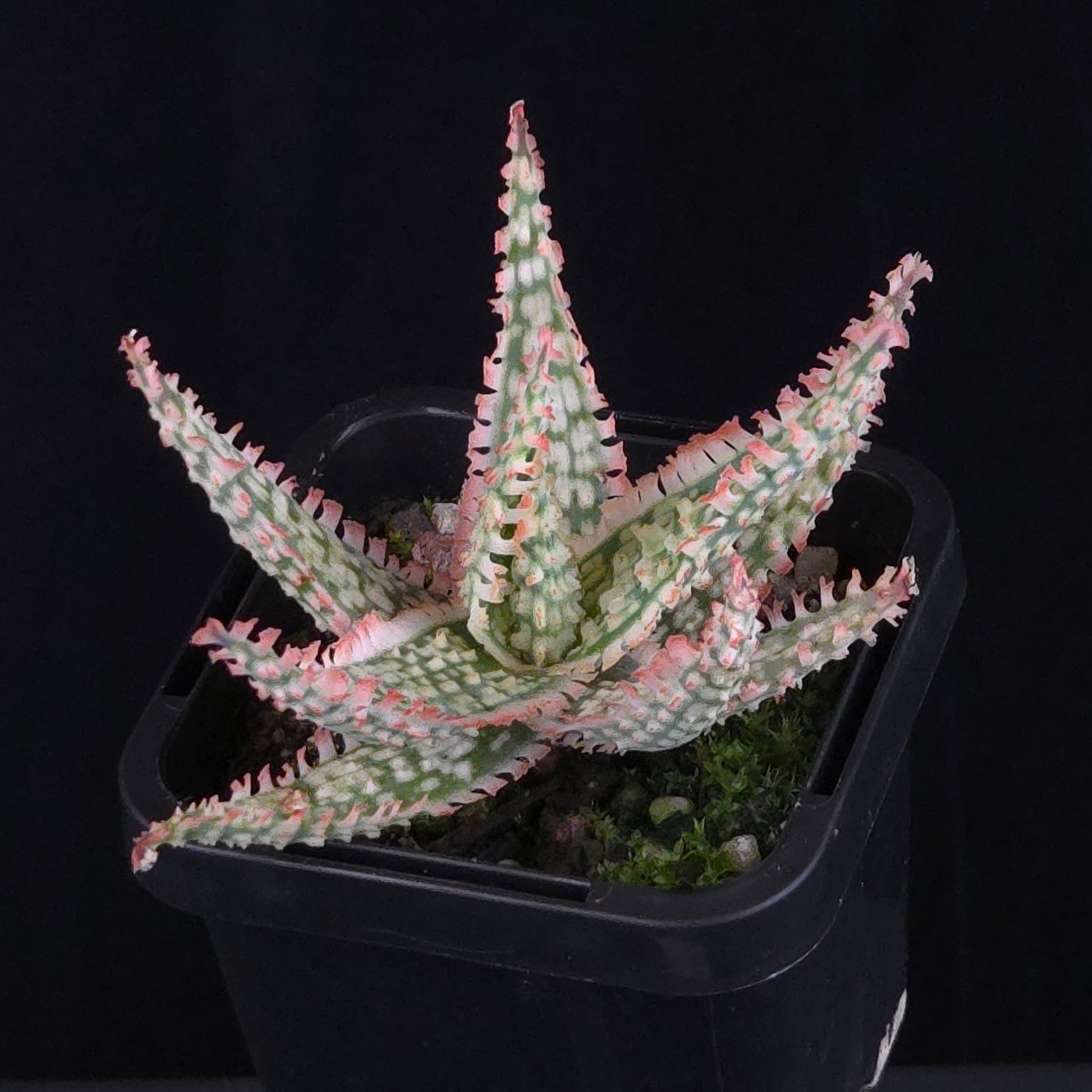 Aloe Fantasy Hybrids