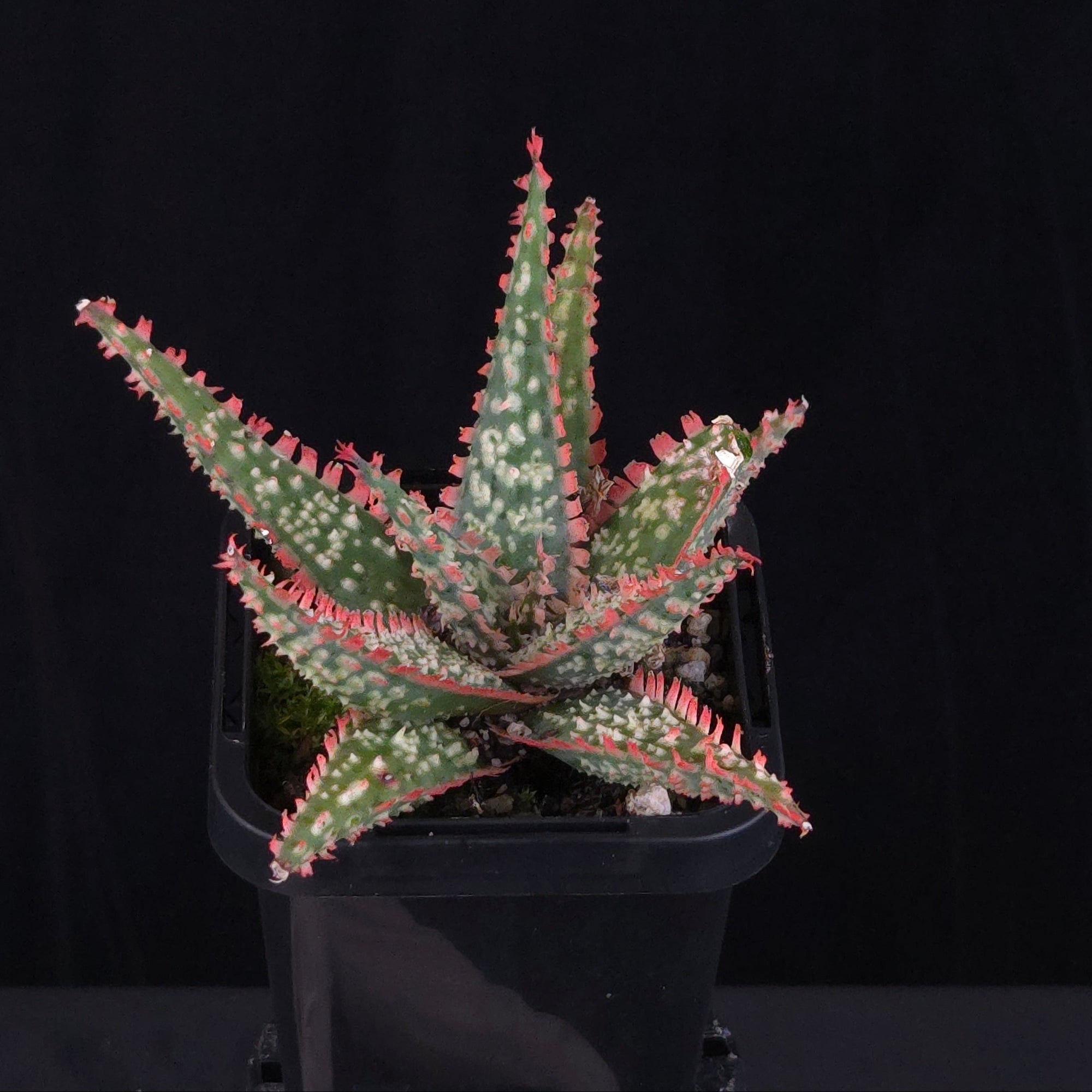 Aloe Fantasy Hybrids