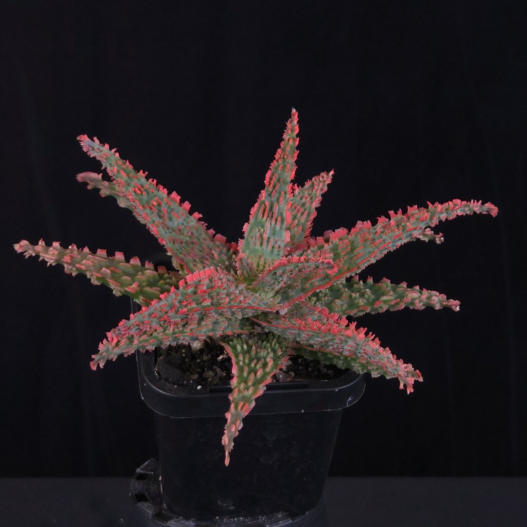 Aloe Fantasy Hybrids
