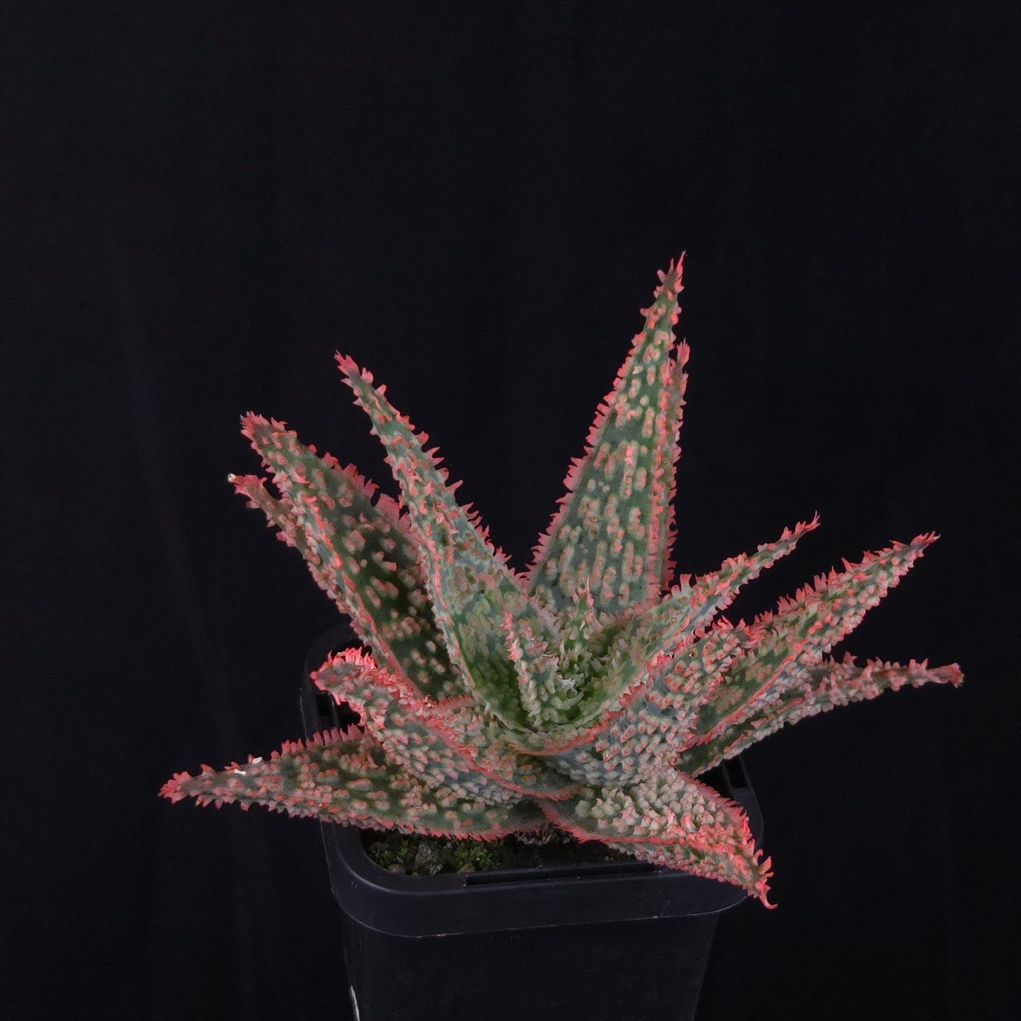Aloe Fantasy Hybrids