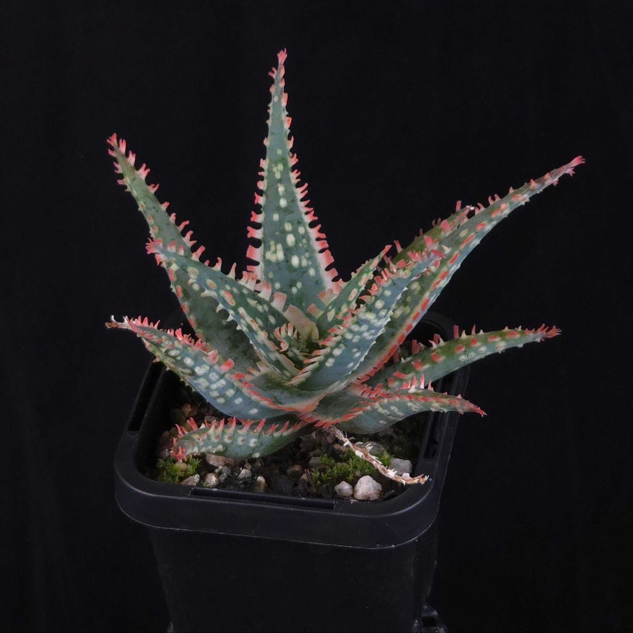 Aloe Fantasy Hybrids