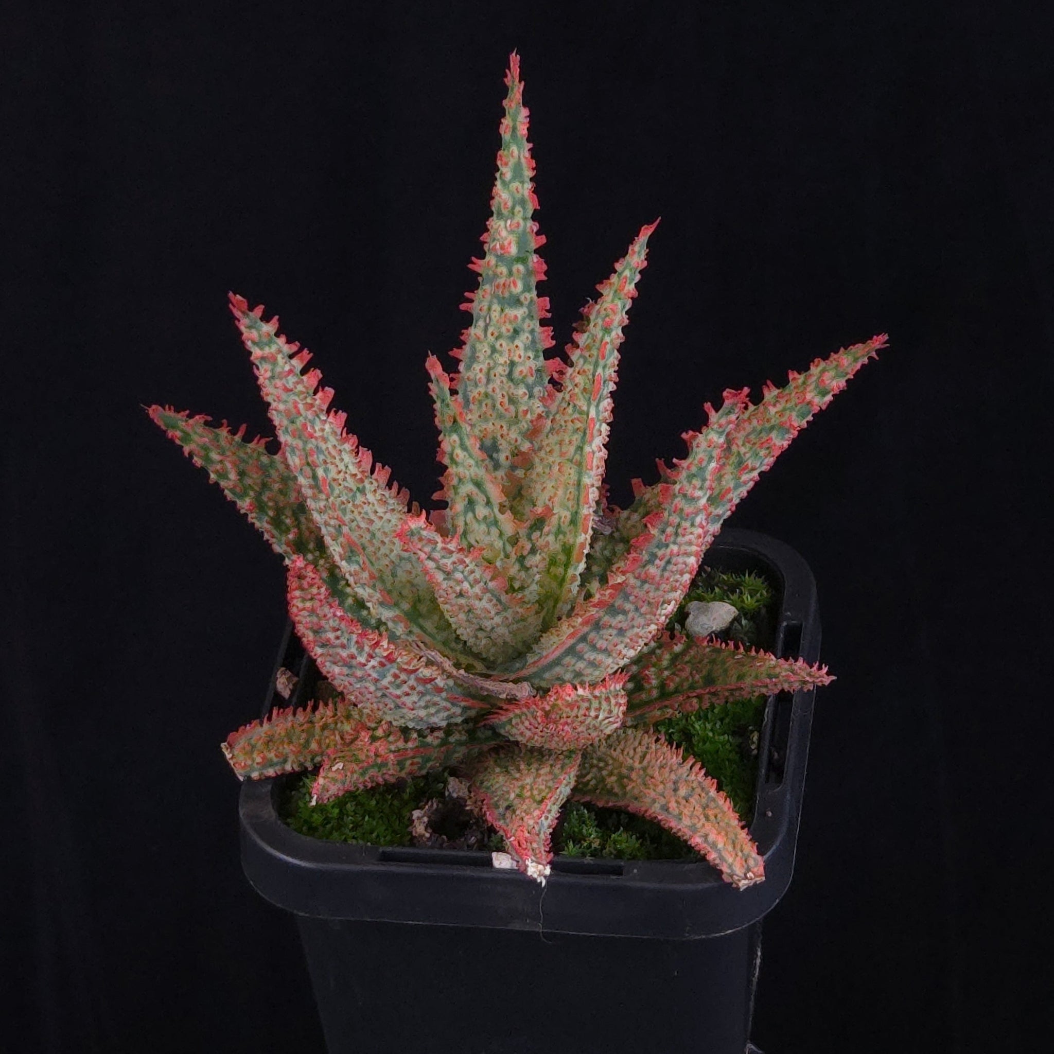 Aloe Fantasy Hybrids