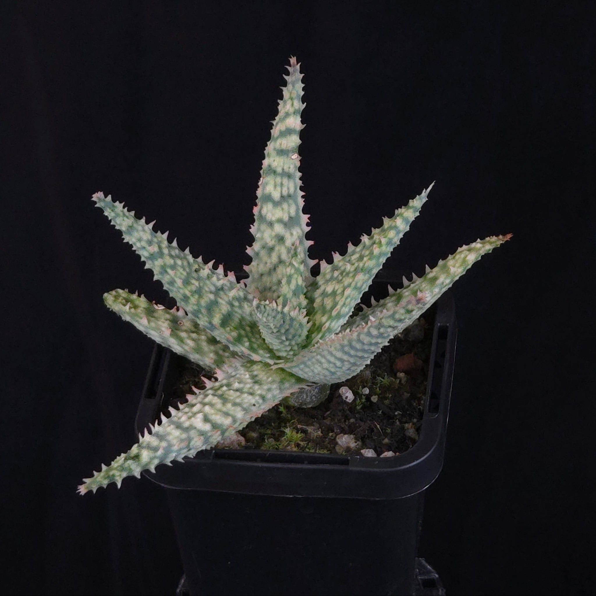Aloe Fantasy Hybrids
