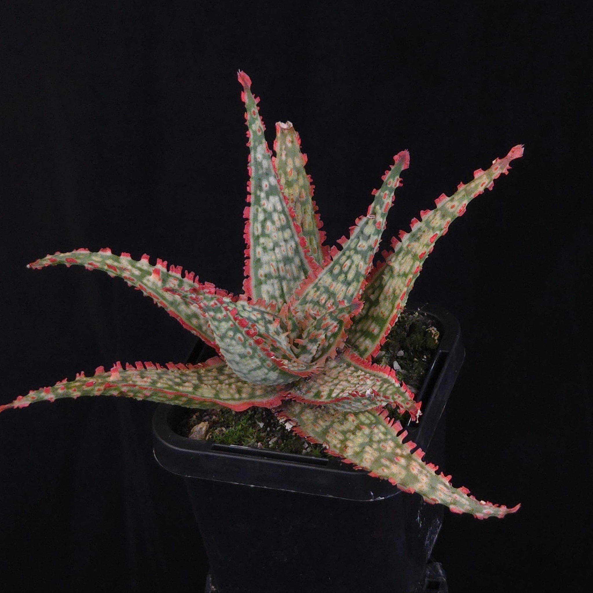 Aloe Fantasy Hybrids