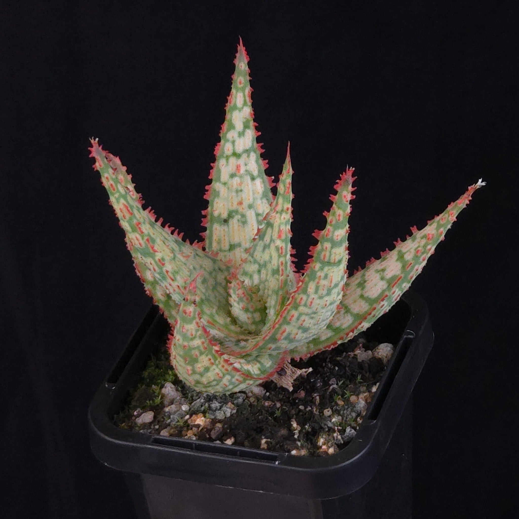 Aloe Fantasy Hybrids