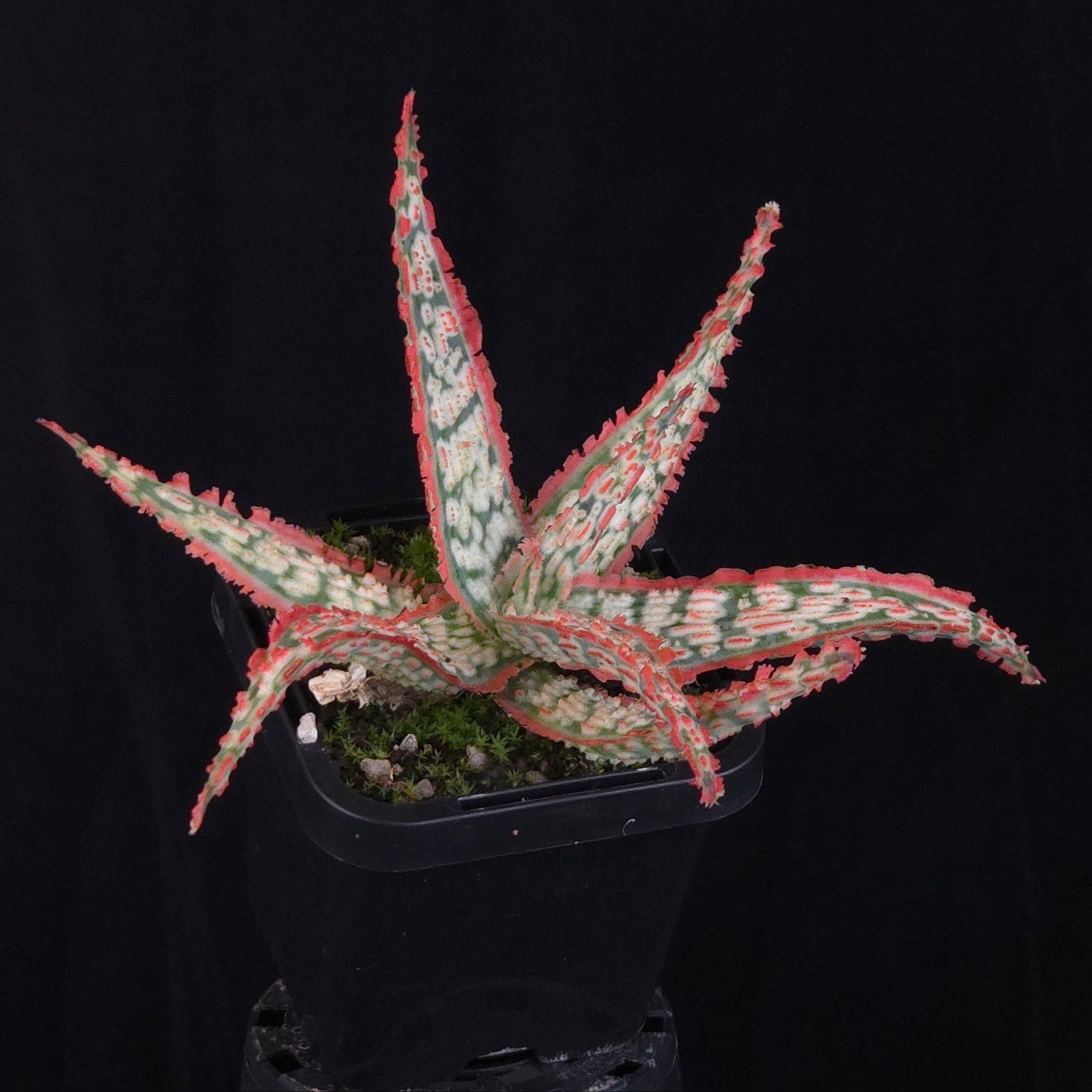 Aloe Fantasy Hybrids