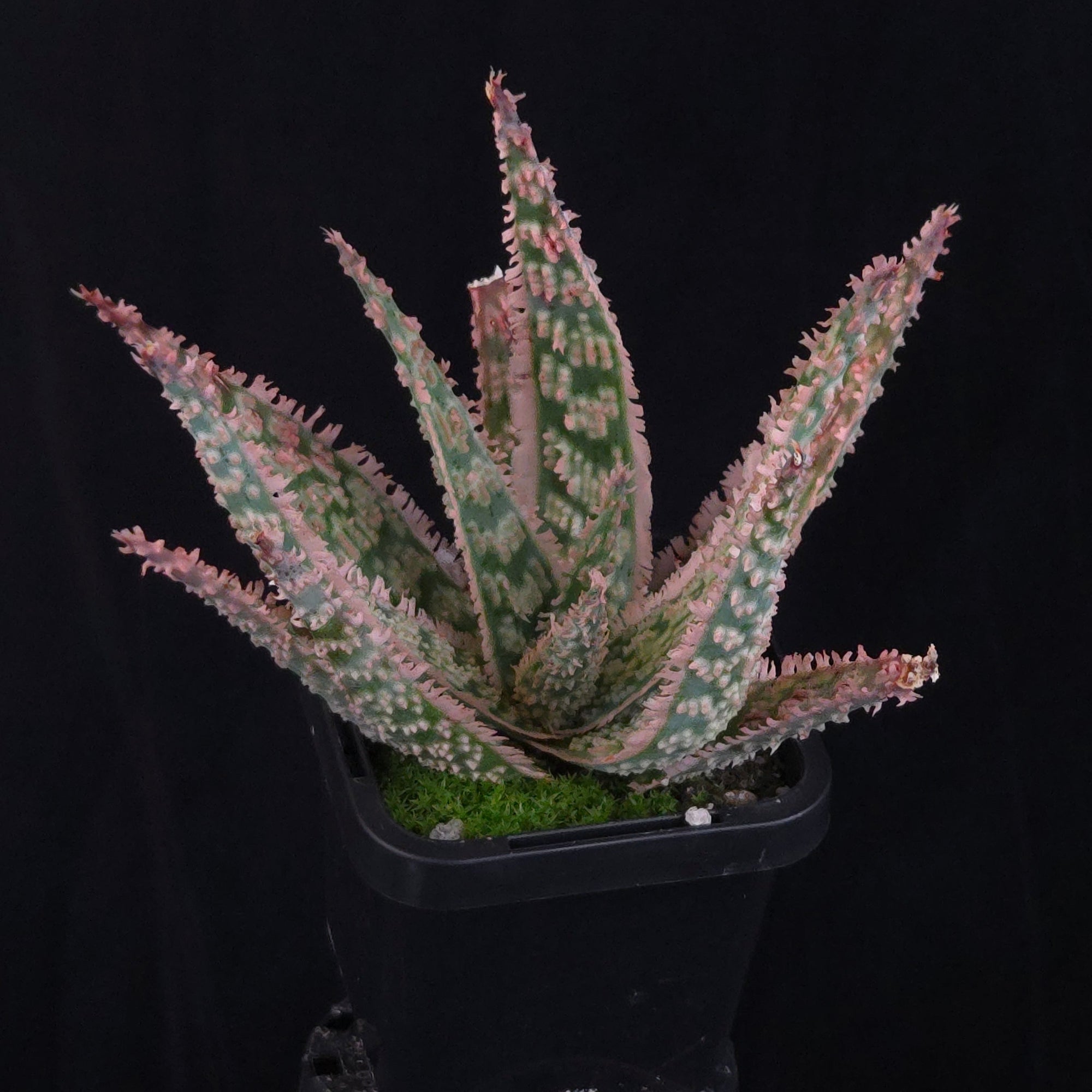 Aloe Fantasy Hybrids