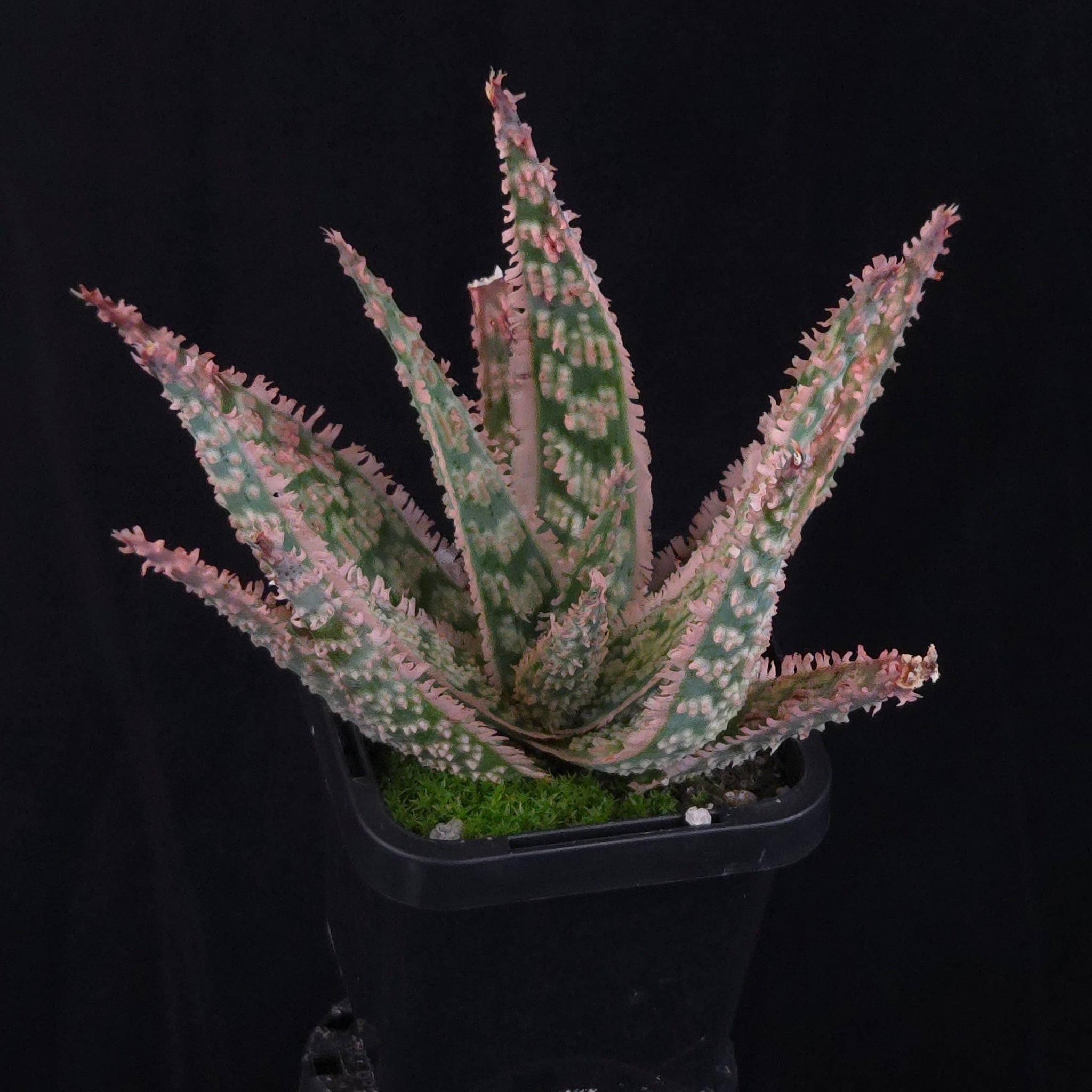 Aloe Fantasy Hybrids