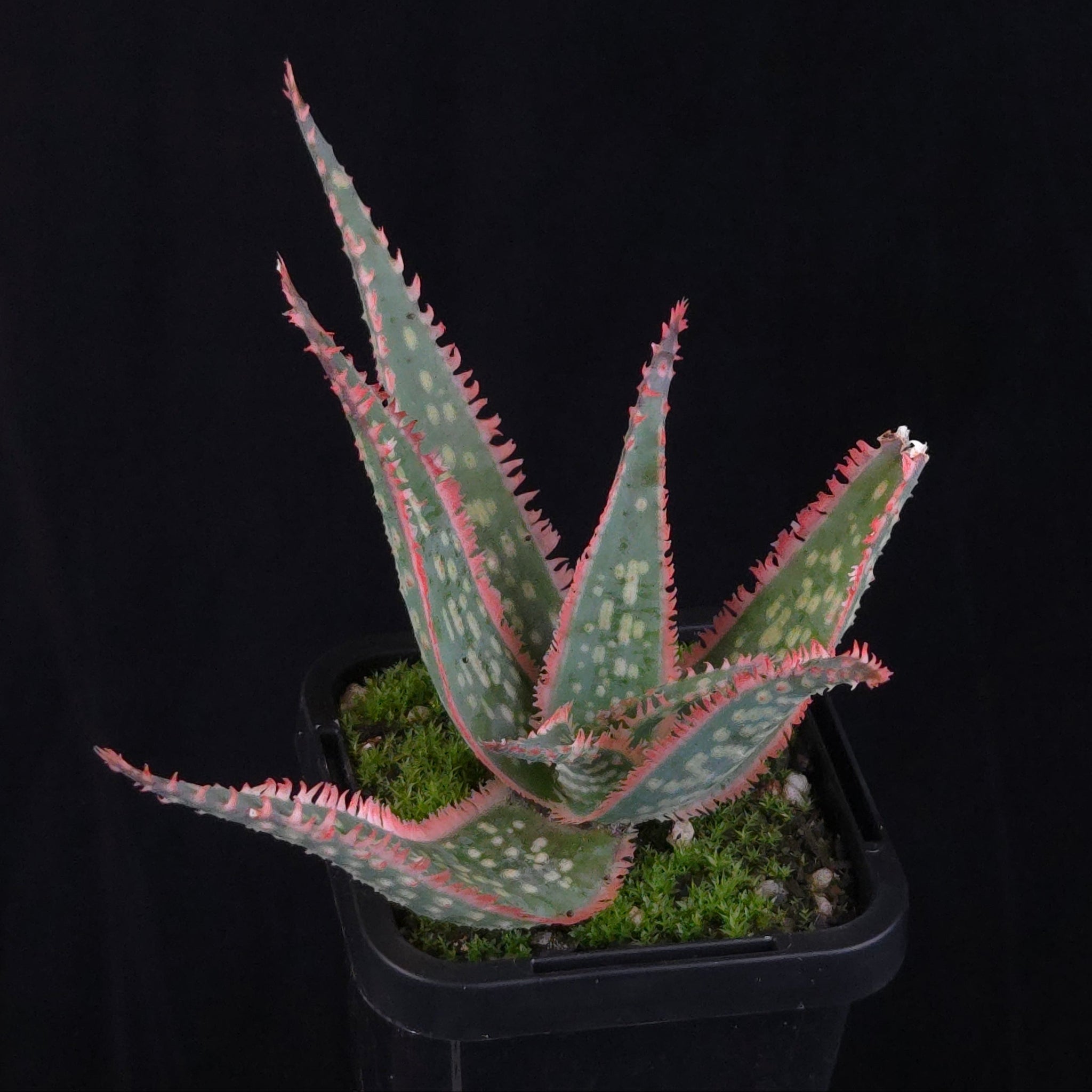 Aloe Fantasy Hybrids