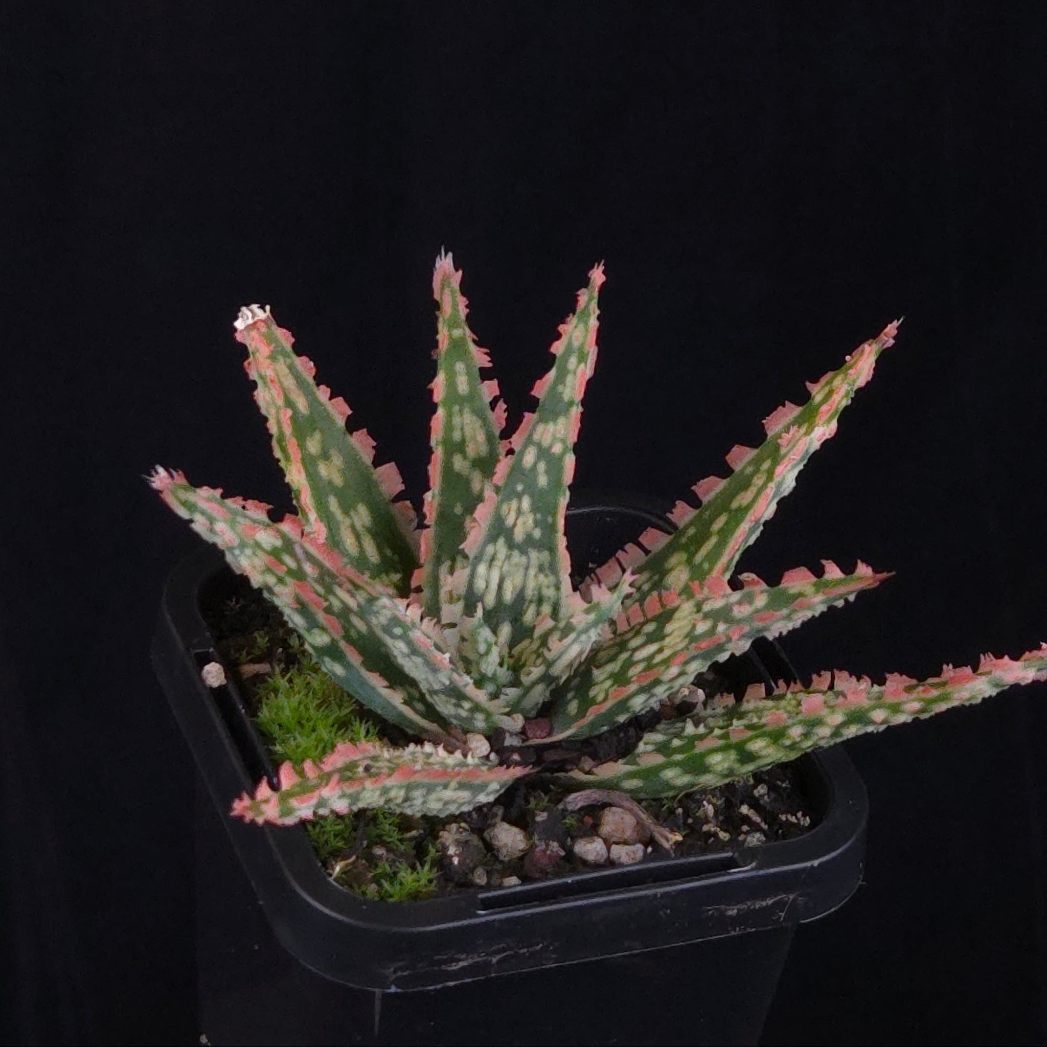 Aloe Fantasy Hybrids