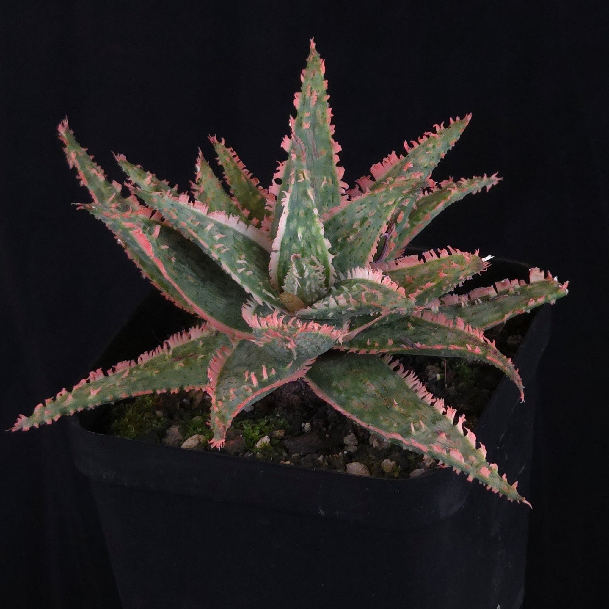 Aloe Fantasy Hybrids