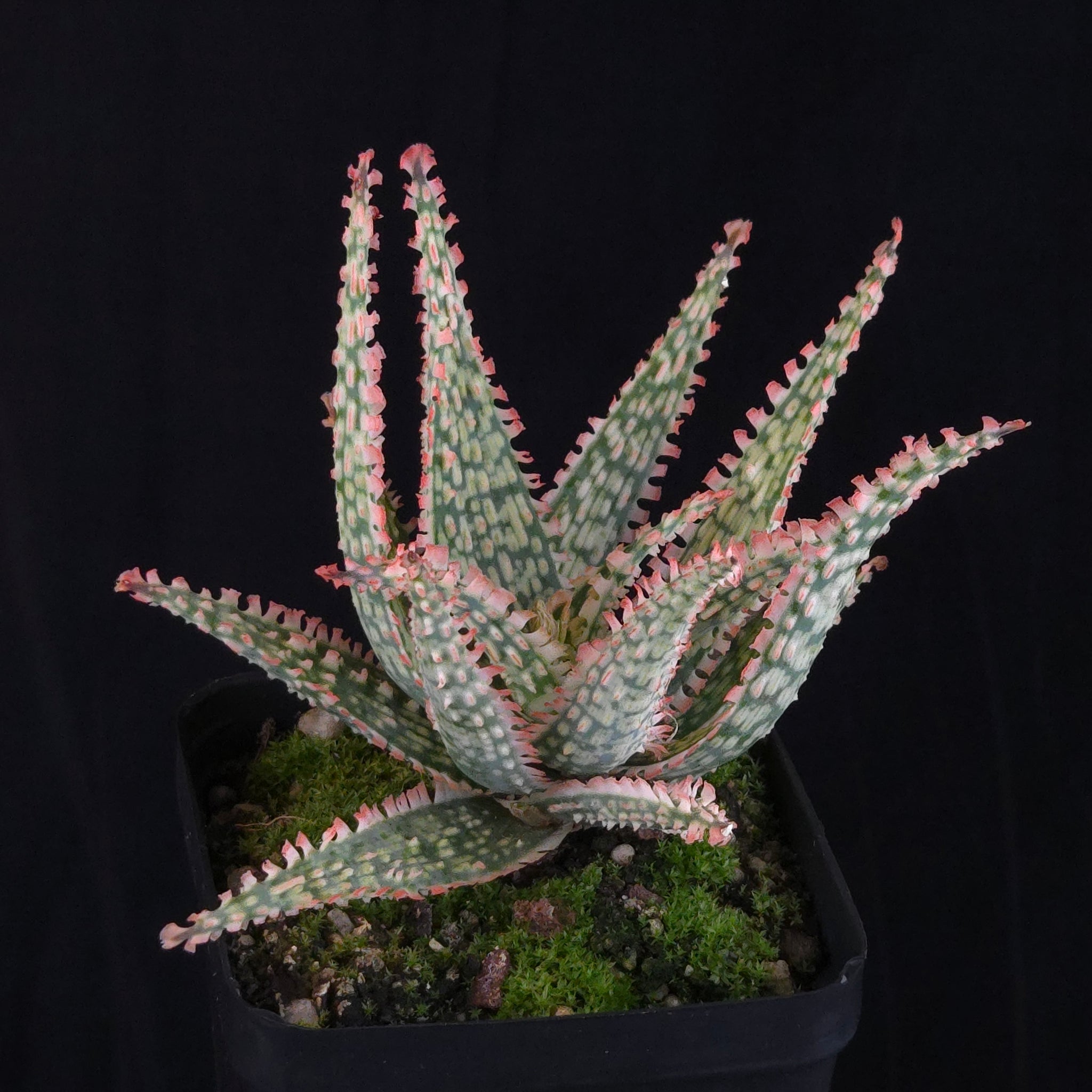 Aloe Fantasy Hybrids