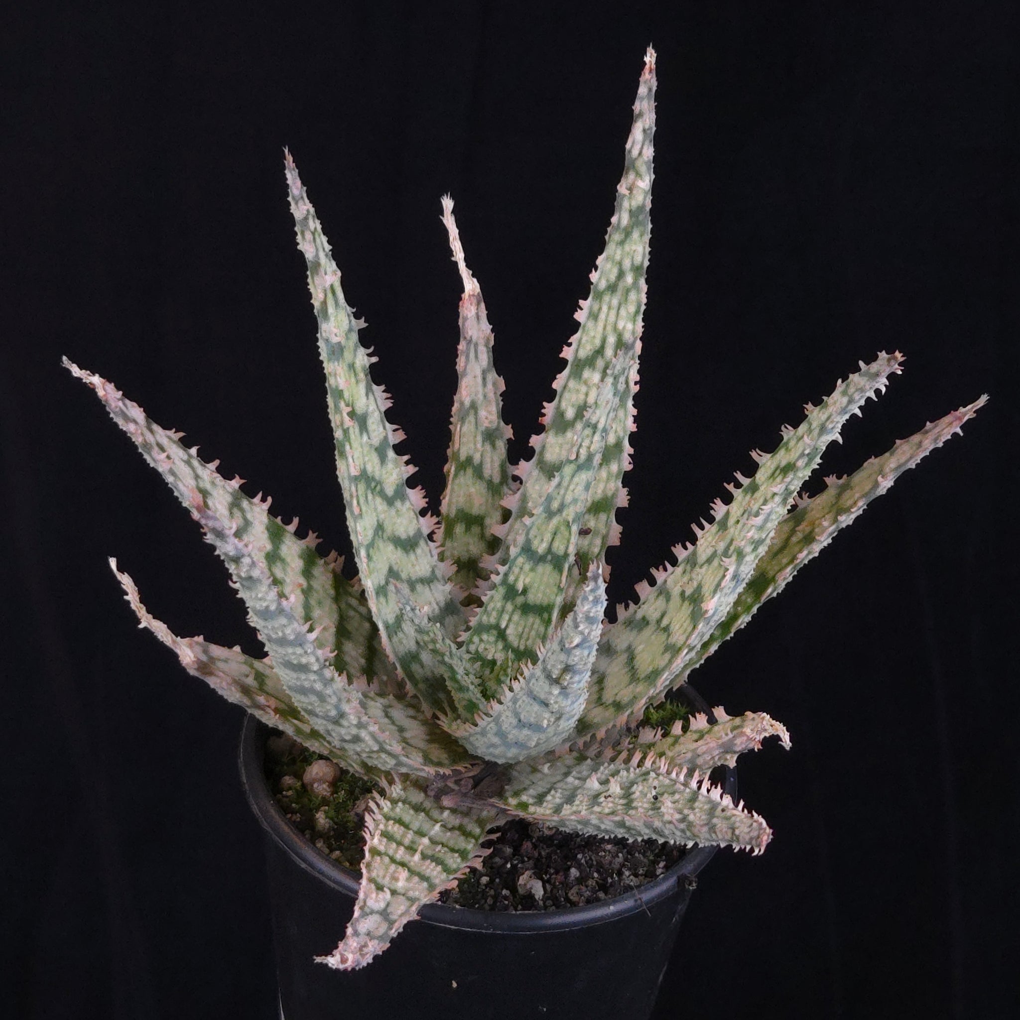 Aloe Fantasy Hybrids