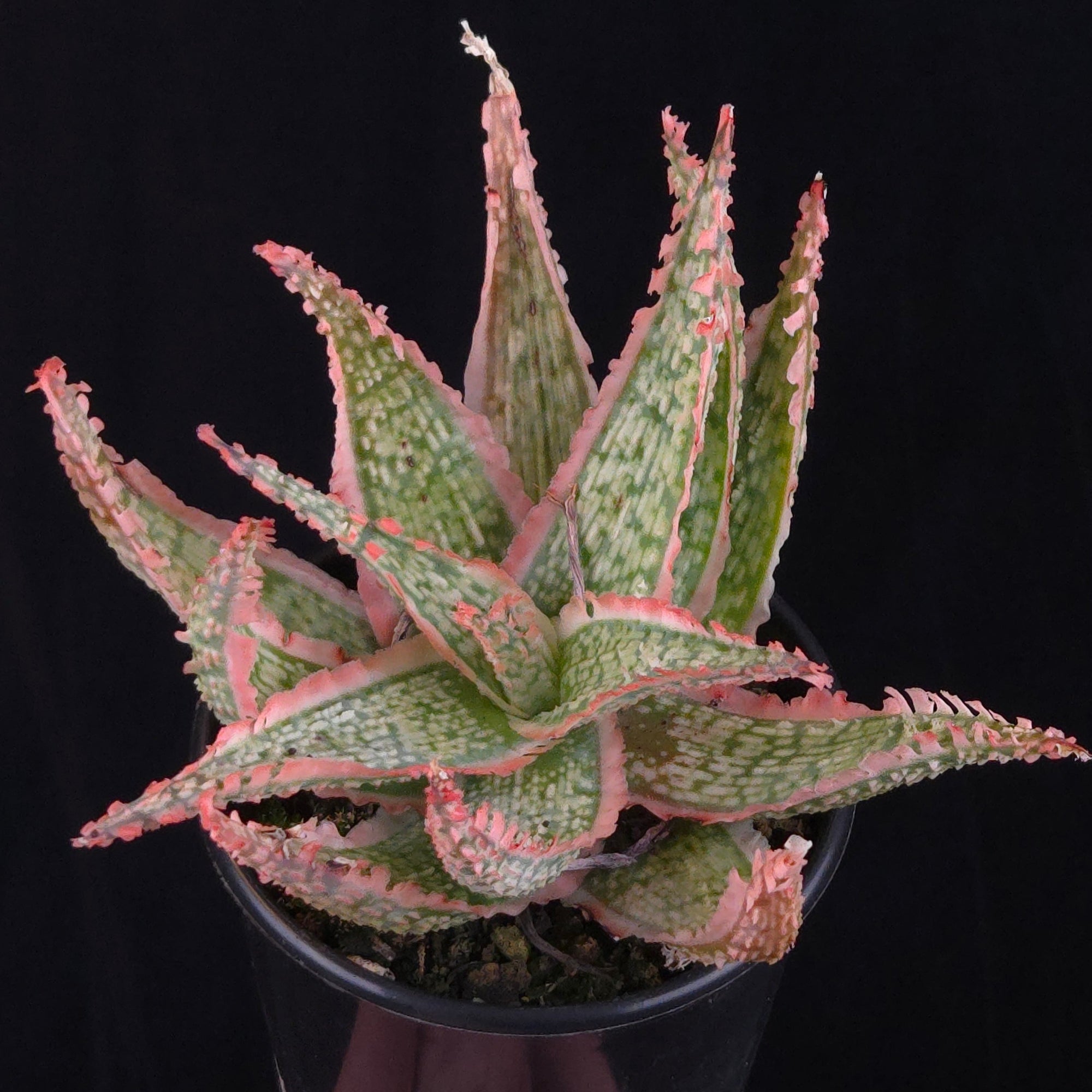 Aloe Fantasy Hybrids