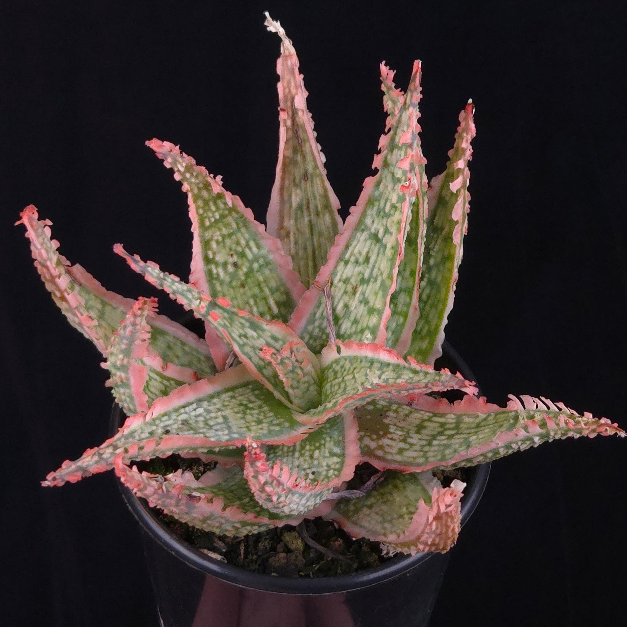 Aloe Fantasy Hybrids