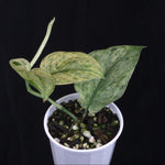 Scindapsus pictus 'White Mint'