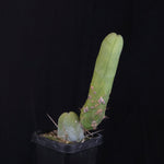 Trichocereus bridgesii f. monstrosa (Penis Cactus)