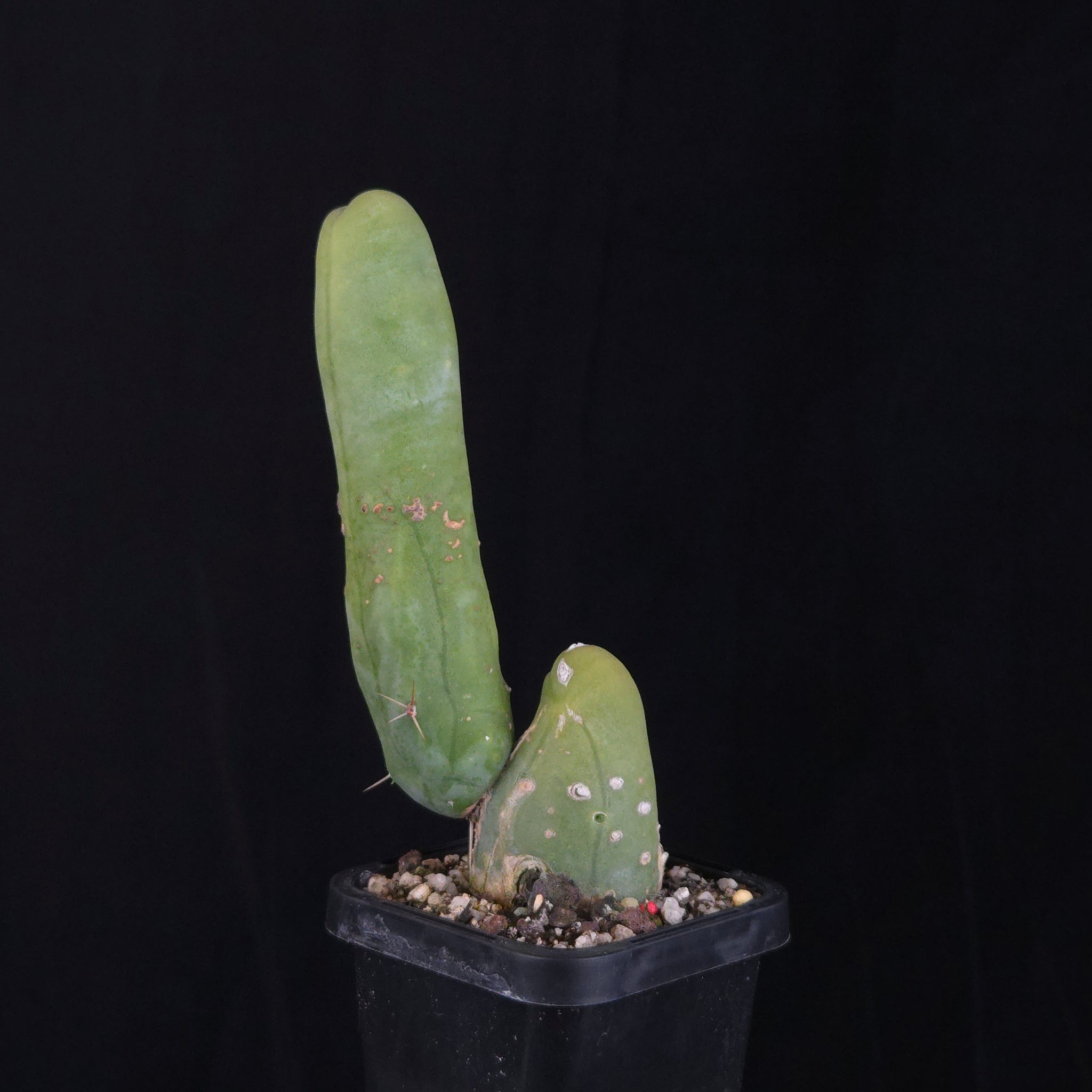 Trichocereus bridgesii f. monstrosa (Penis Cactus)