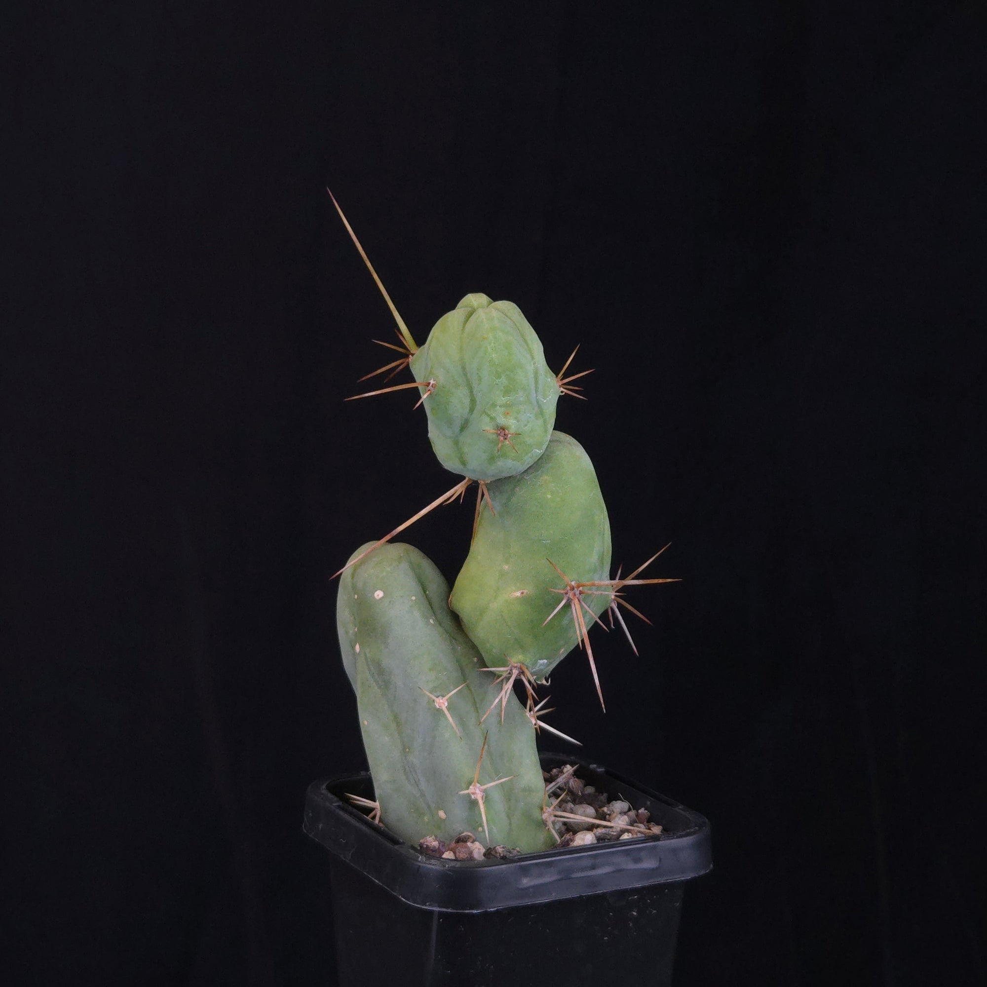 Trichocereus bridgesii f. monstrosa (Penis Cactus)