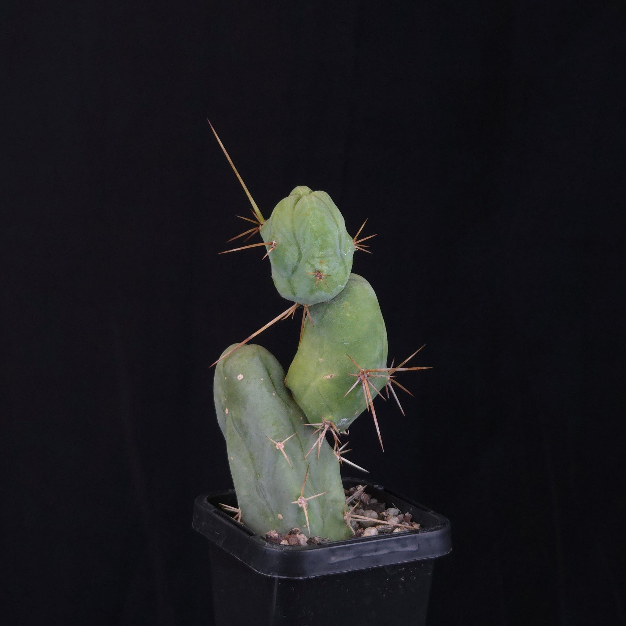 Trichocereus bridgesii f. monstrosa (Penis Cactus)