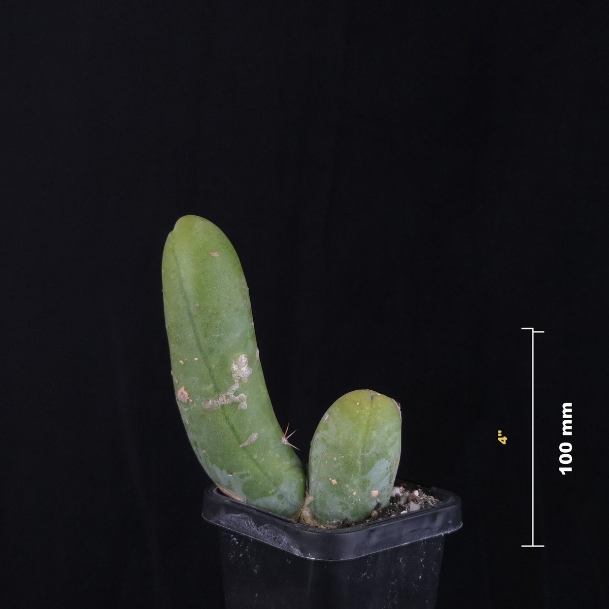 Trichocereus bridgesii f. monstrosa (Penis Cactus)