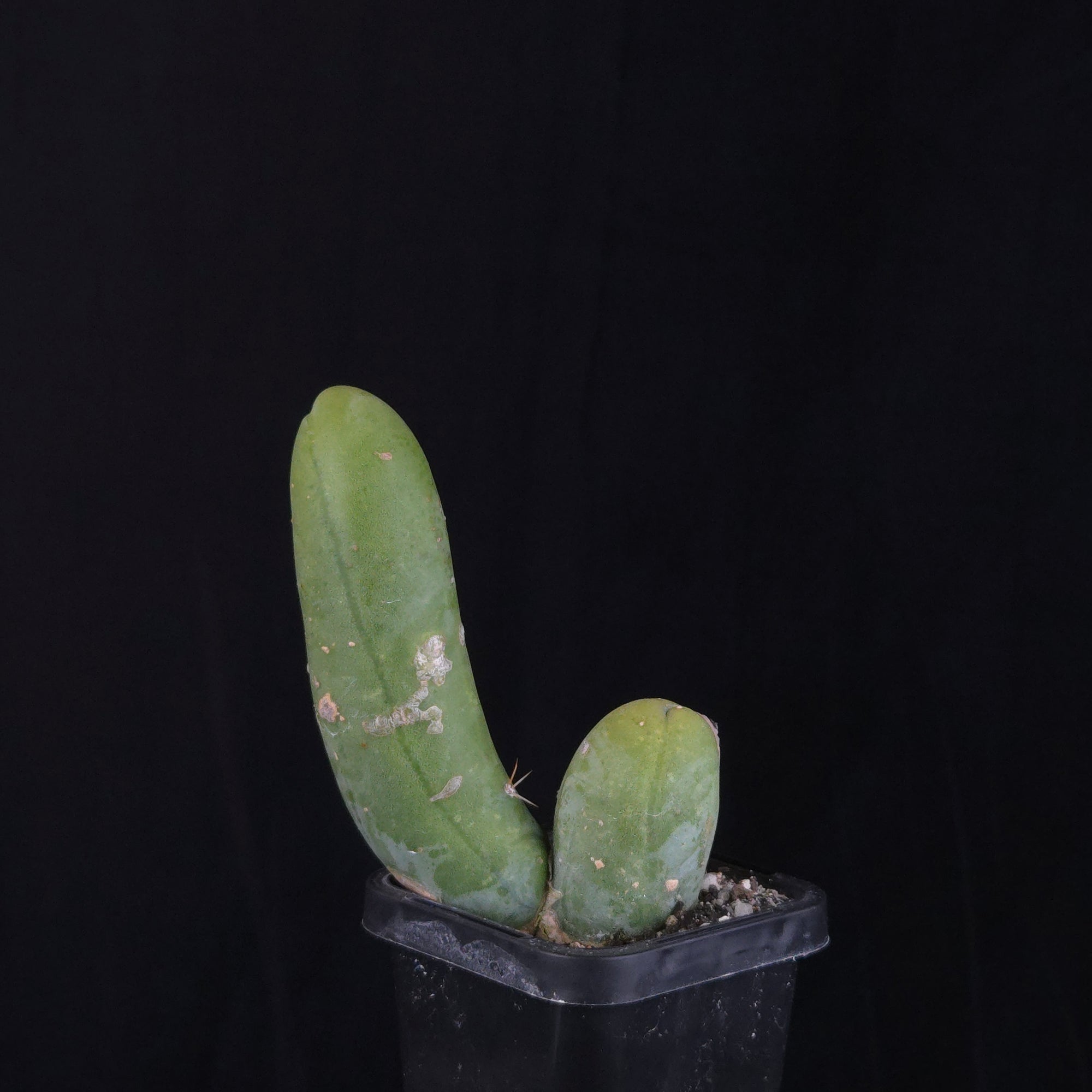 Trichocereus bridgesii f. monstrosa (Penis Cactus)