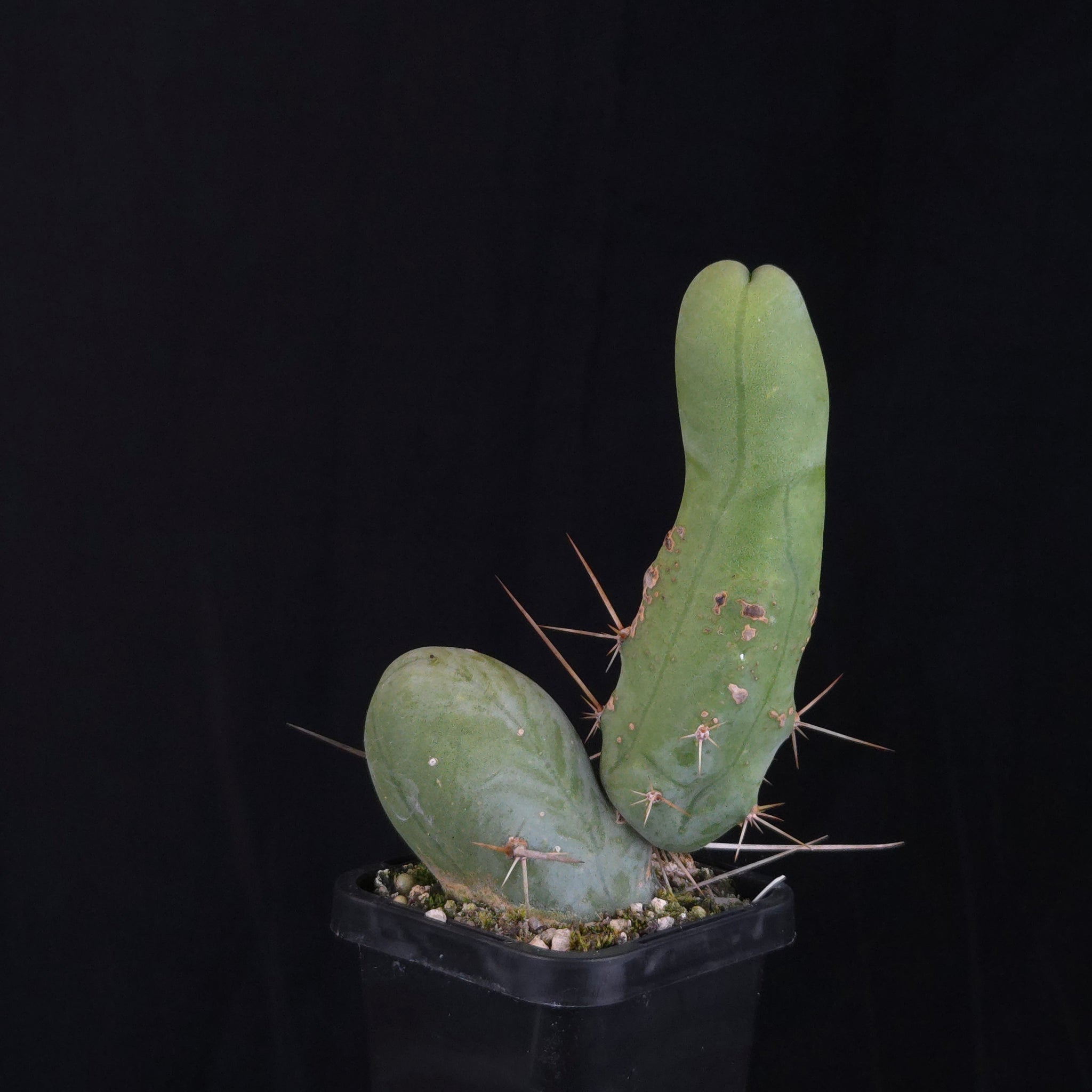 Trichocereus bridgesii f. monstrosa (Penis Cactus)