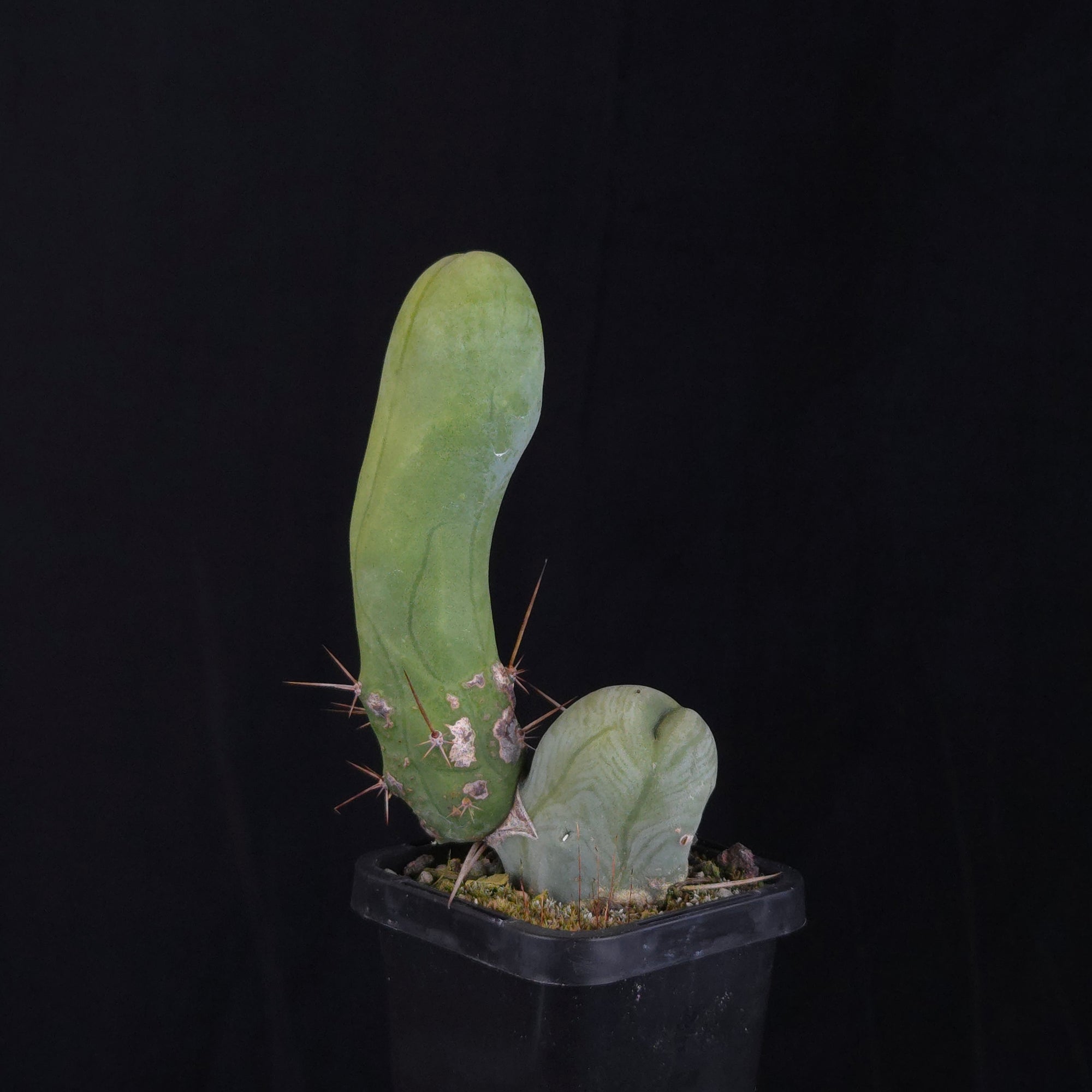 Trichocereus bridgesii f. monstrosa (Penis Cactus)