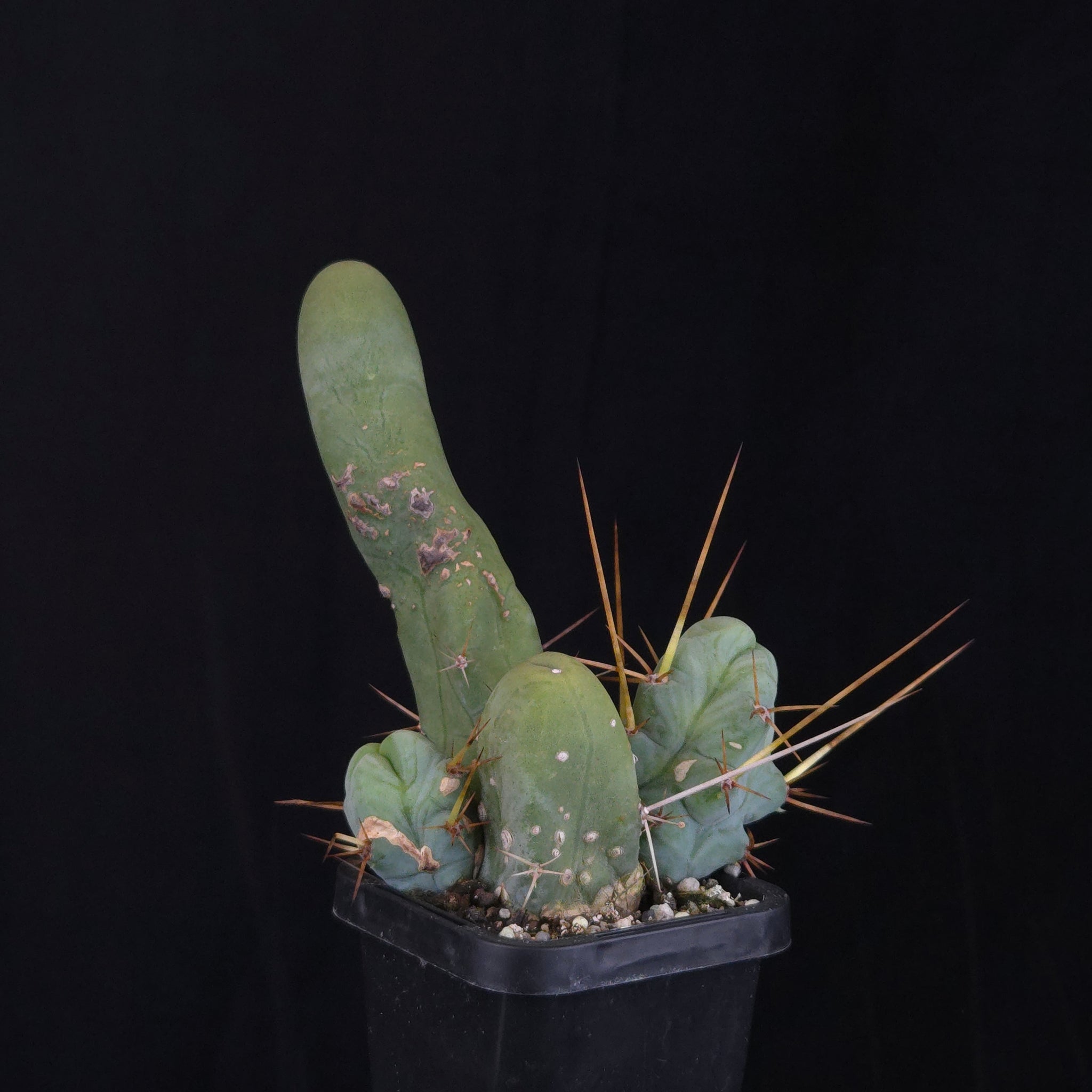 Trichocereus bridgesii f. monstrosa (Penis Cactus)
