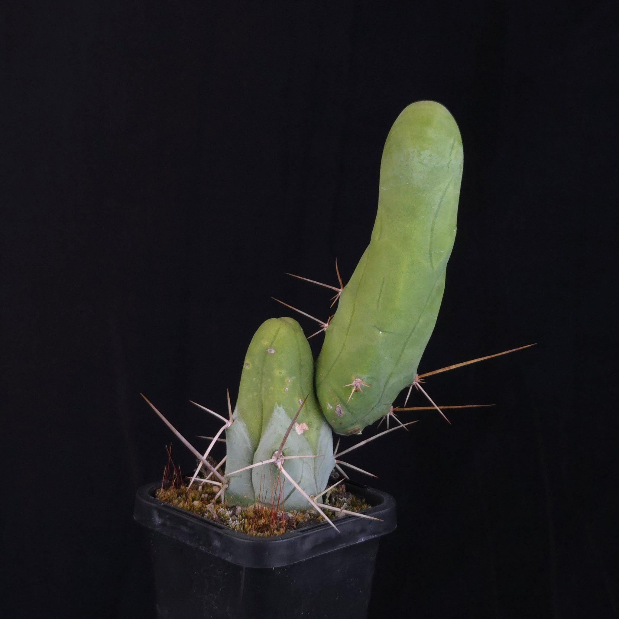 Trichocereus bridgesii f. monstrosa (Penis Cactus)