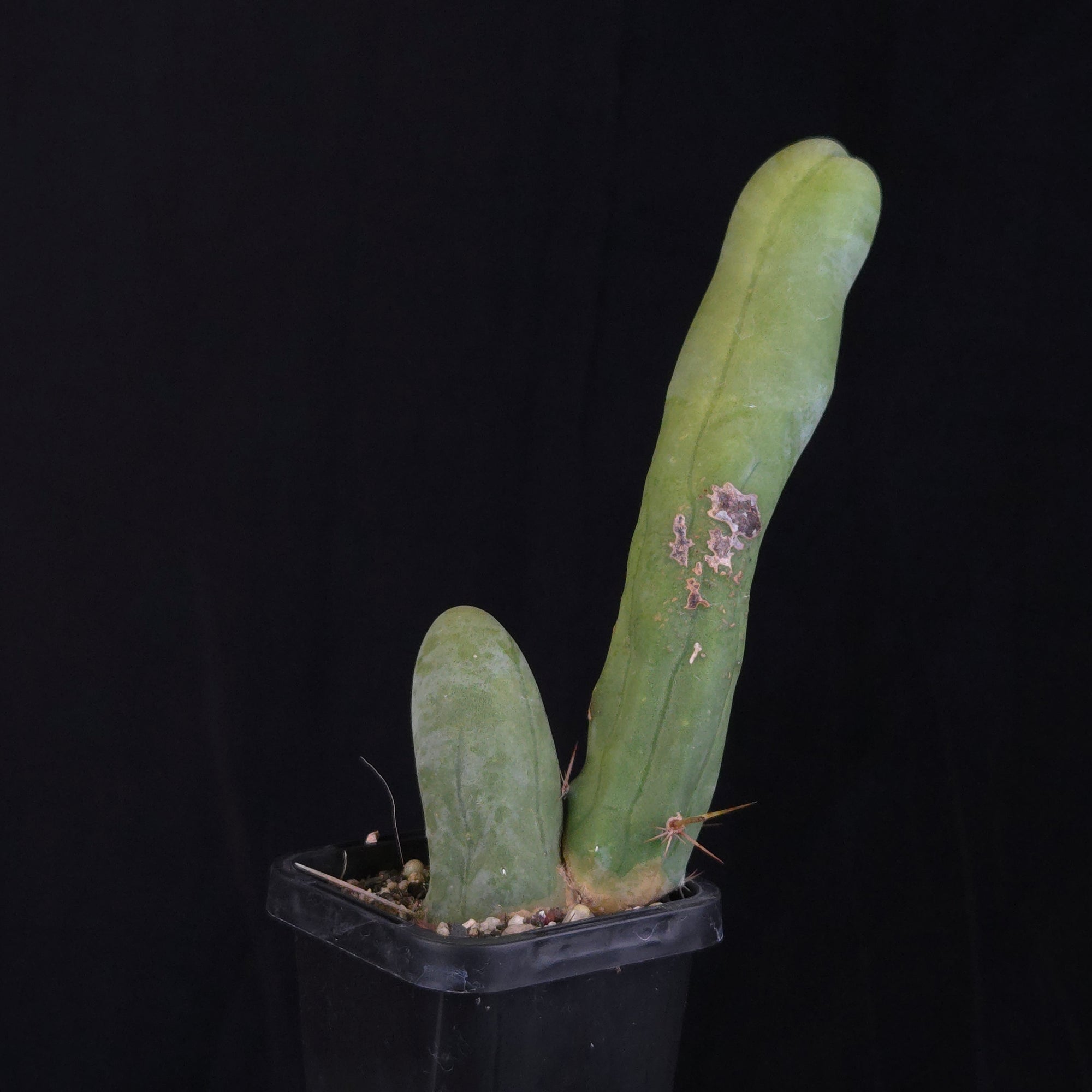 Trichocereus bridgesii f. monstrosa (Penis Cactus)