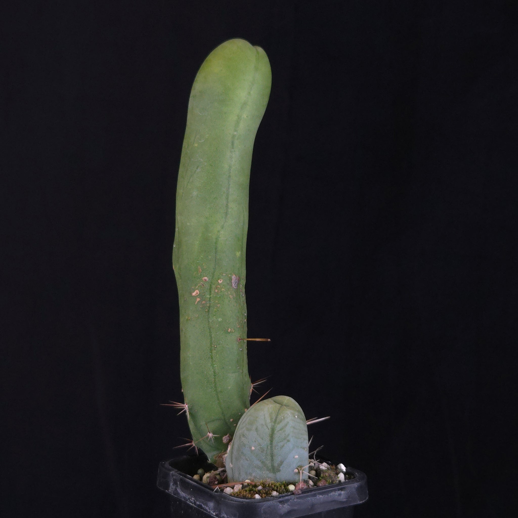 Trichocereus bridgesii f. monstrosa (Penis Cactus)