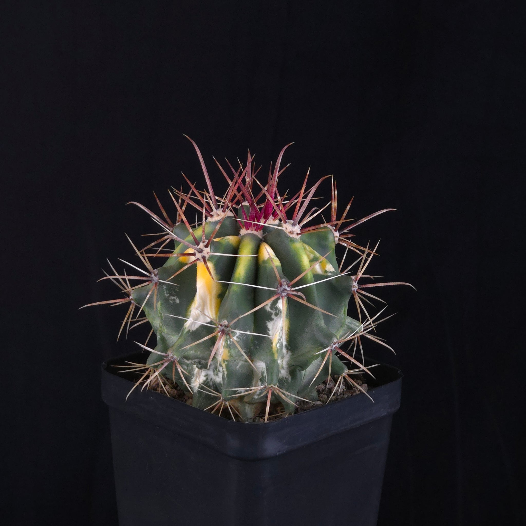 Ferocactus wislizeni f. variegata