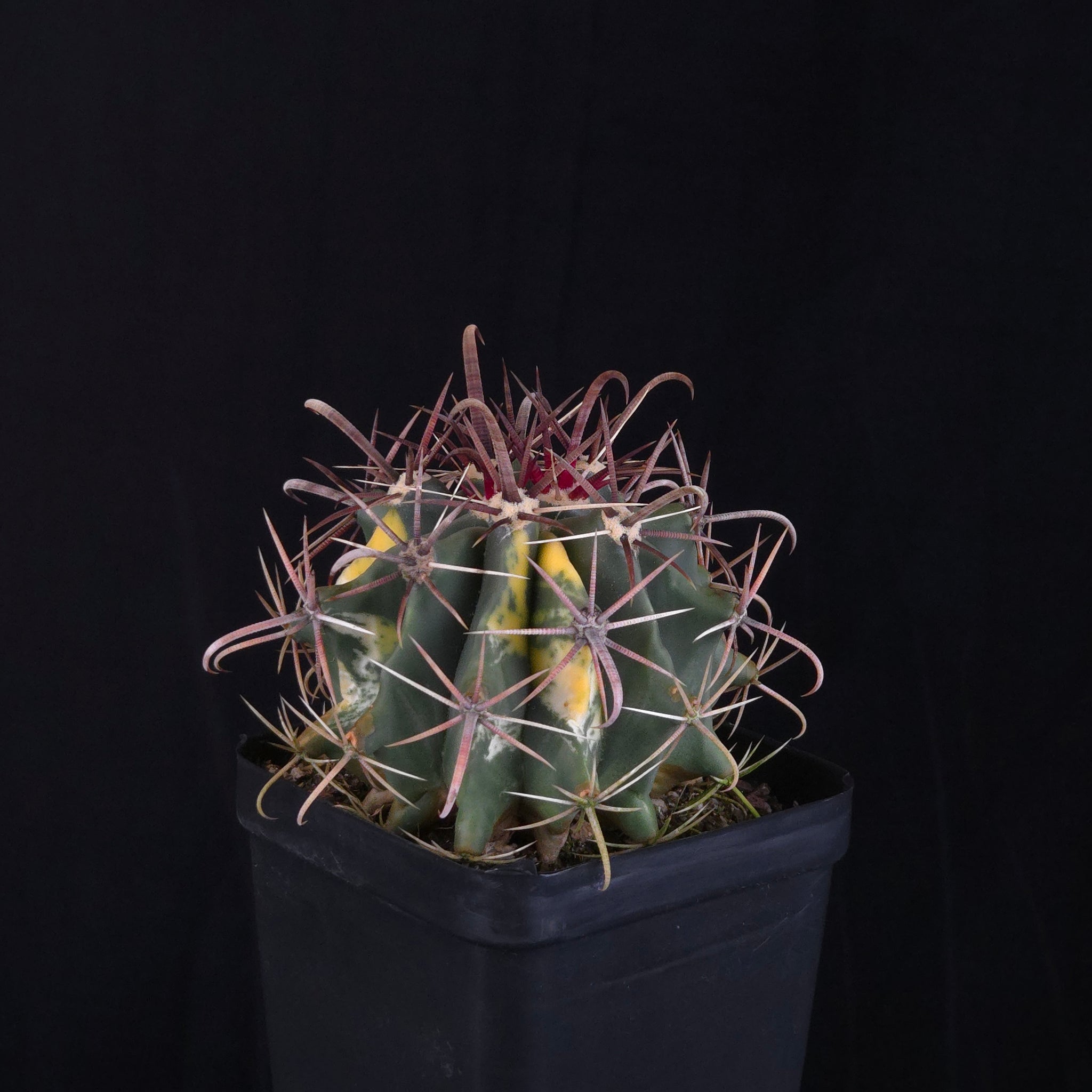 Ferocactus wislizeni f. variegata
