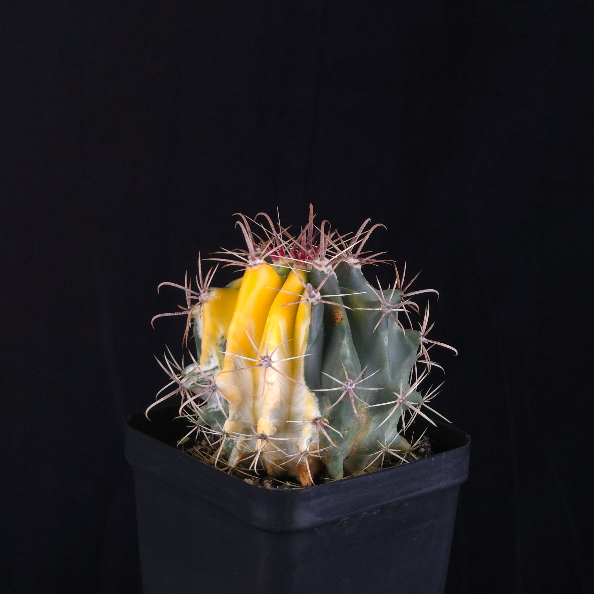 Ferocactus wislizeni f. variegata