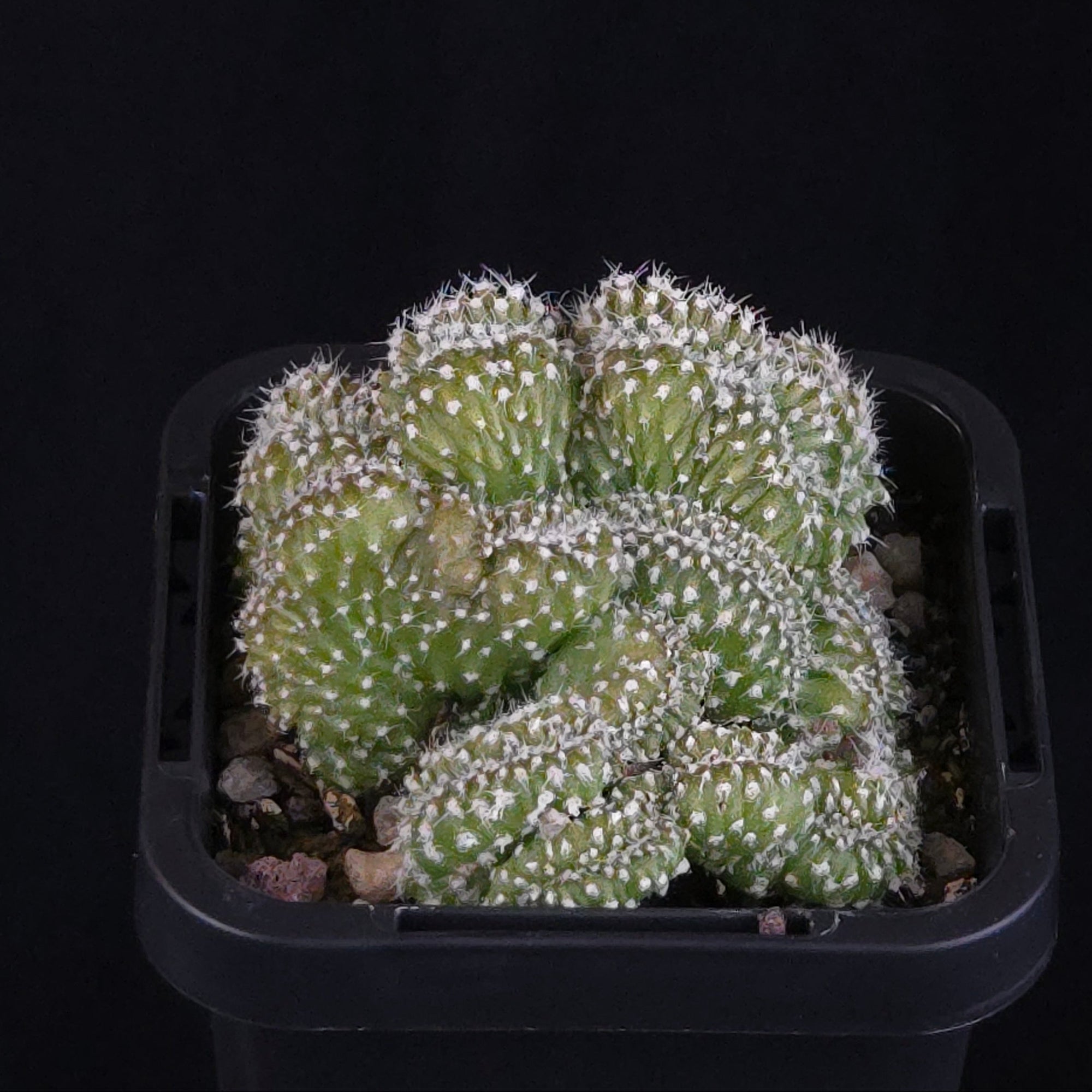 Echinopsis subdenudata f. cristata ‘Tight Crest’