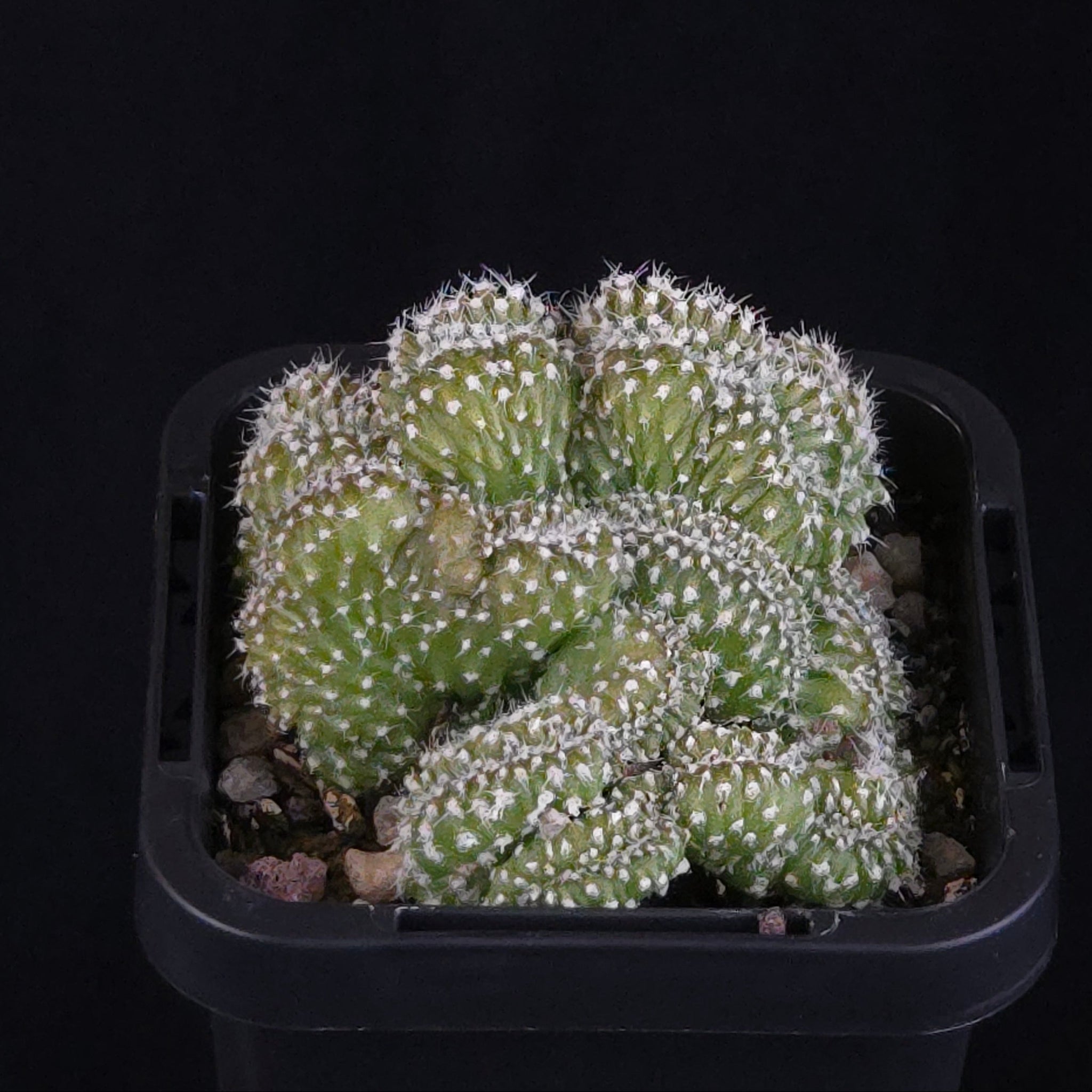 Echinopsis subdenudata f. cristata ‘Tight Crest’