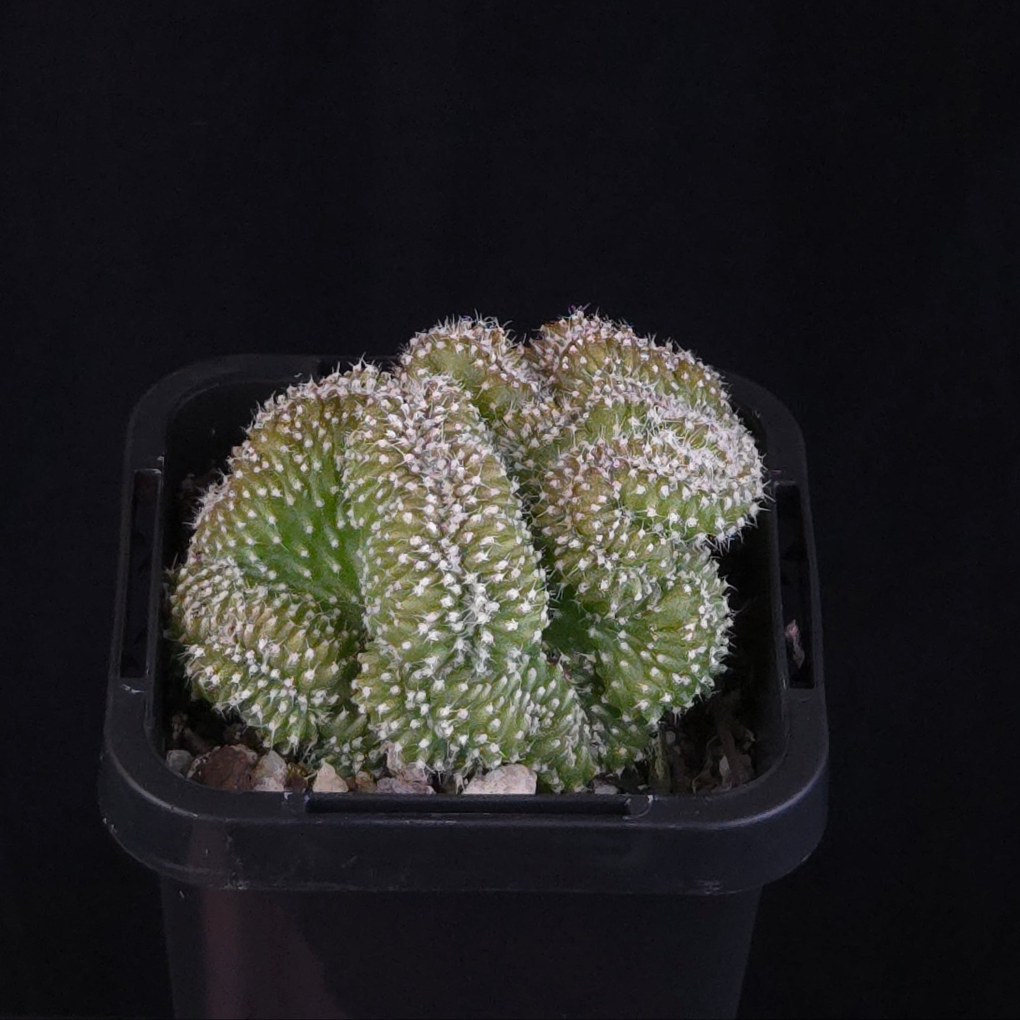 Echinopsis subdenudata f. cristata ‘Tight Crest’