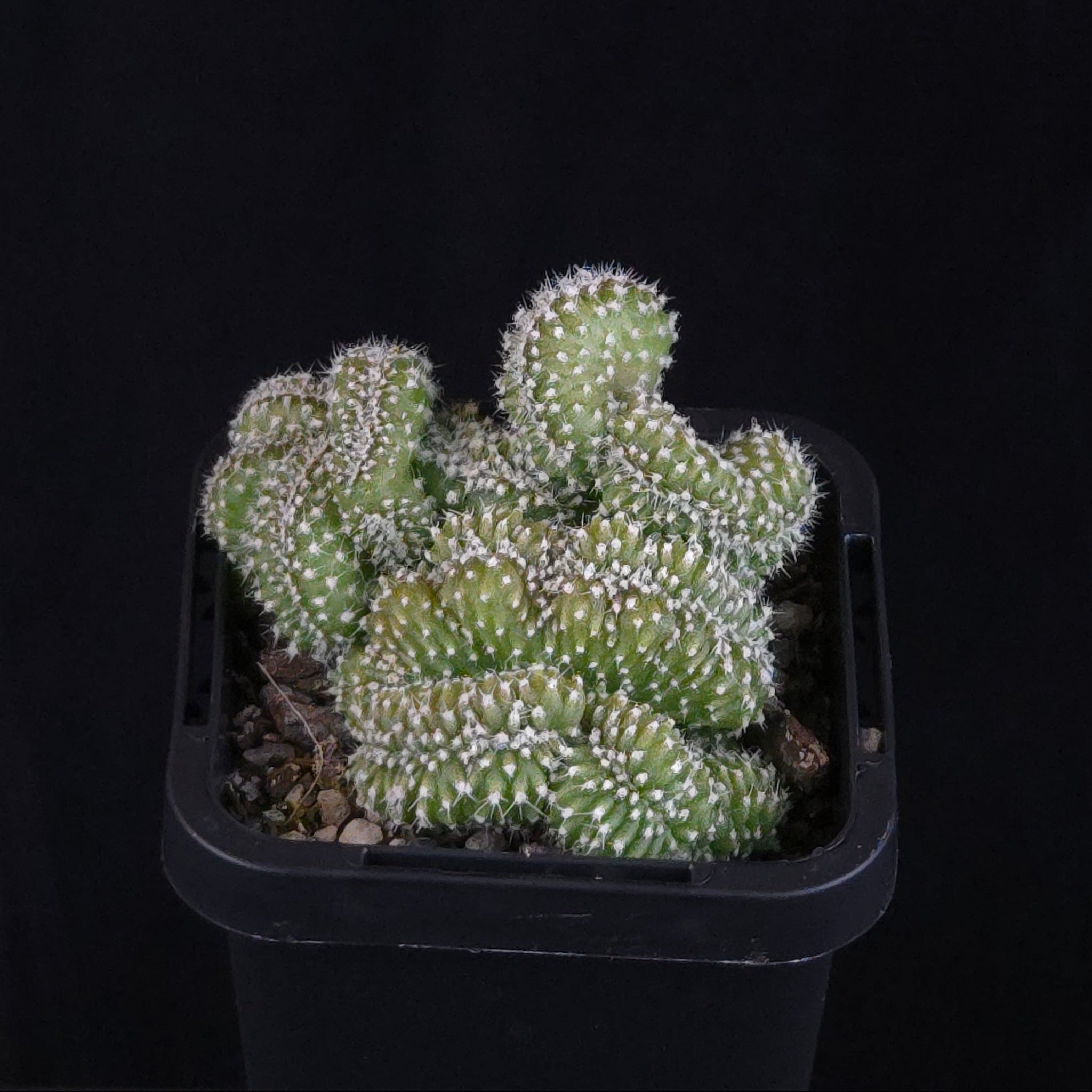 Echinopsis subdenudata f. cristata ‘Tight Crest’