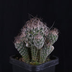 Turbinicarpus krainzianus (WA Prohibited)