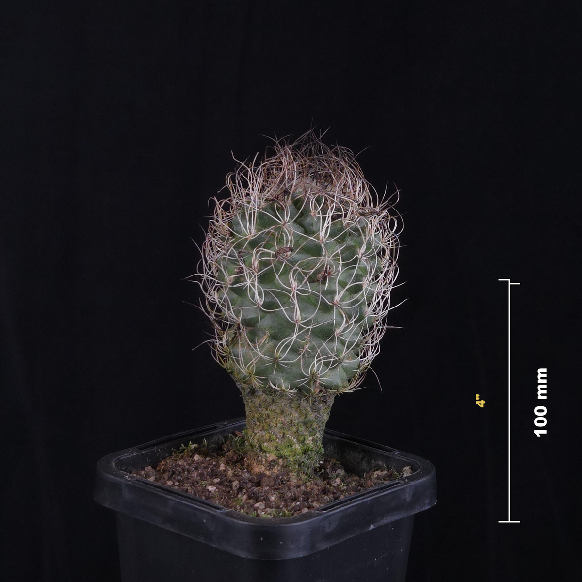 Turbinicarpus krainzianus (WA Prohibited)