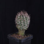 Turbinicarpus krainzianus (WA Prohibited)