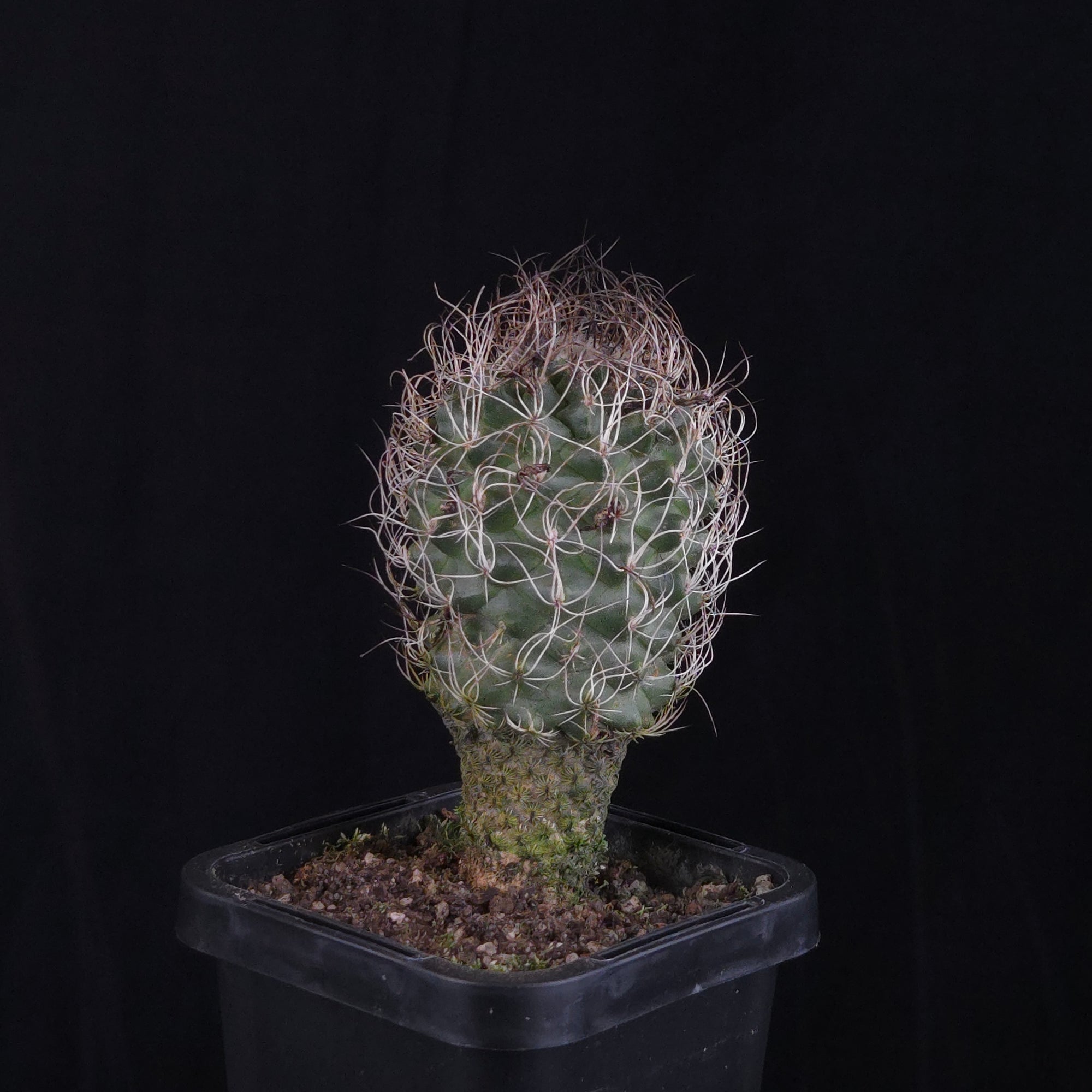 Turbinicarpus krainzianus (WA Prohibited)