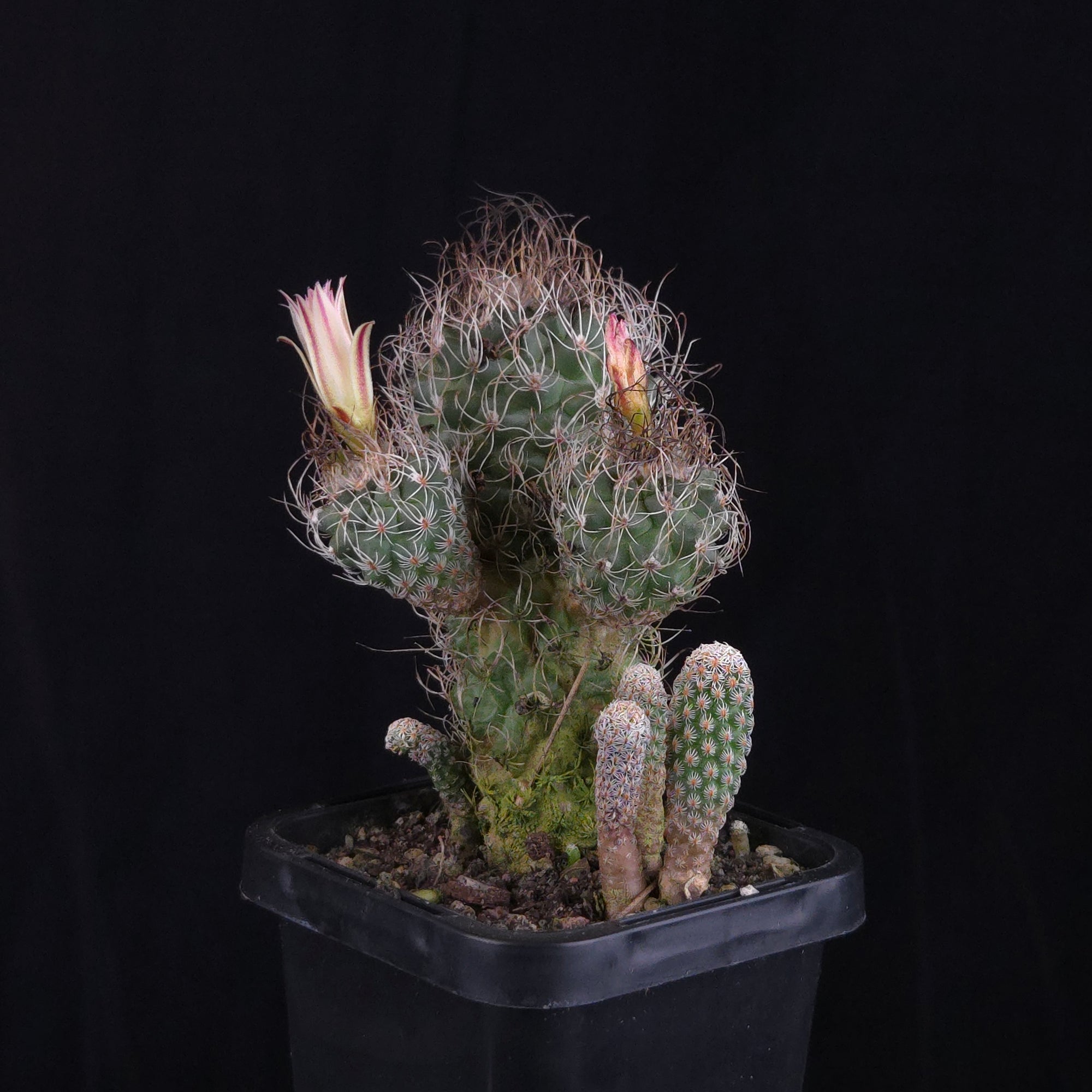 Turbinicarpus krainzianus (WA Prohibited)