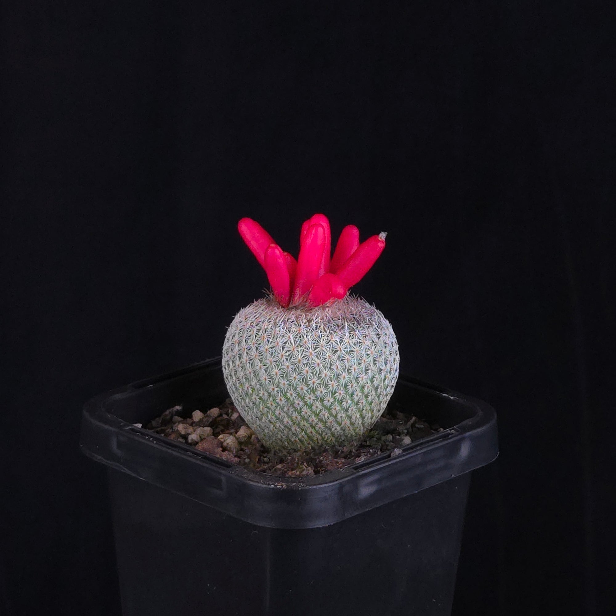 Epithelantha micromeris