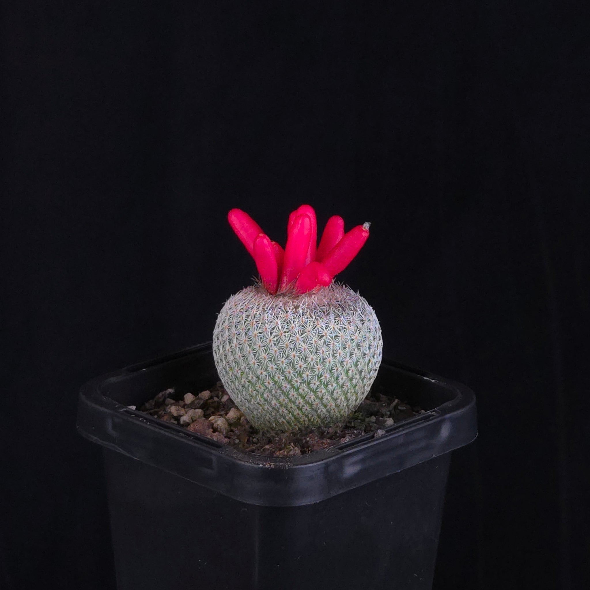 Epithelantha micromeris