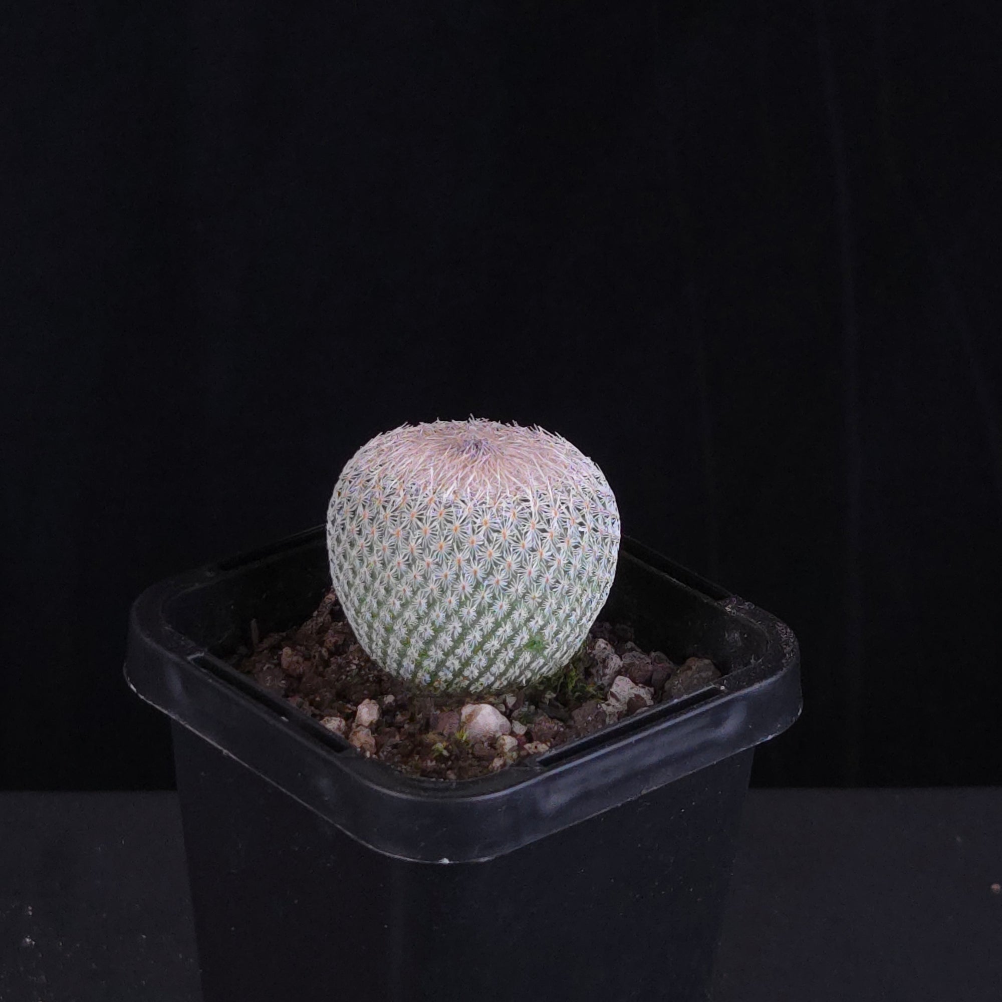 Epithelantha micromeris