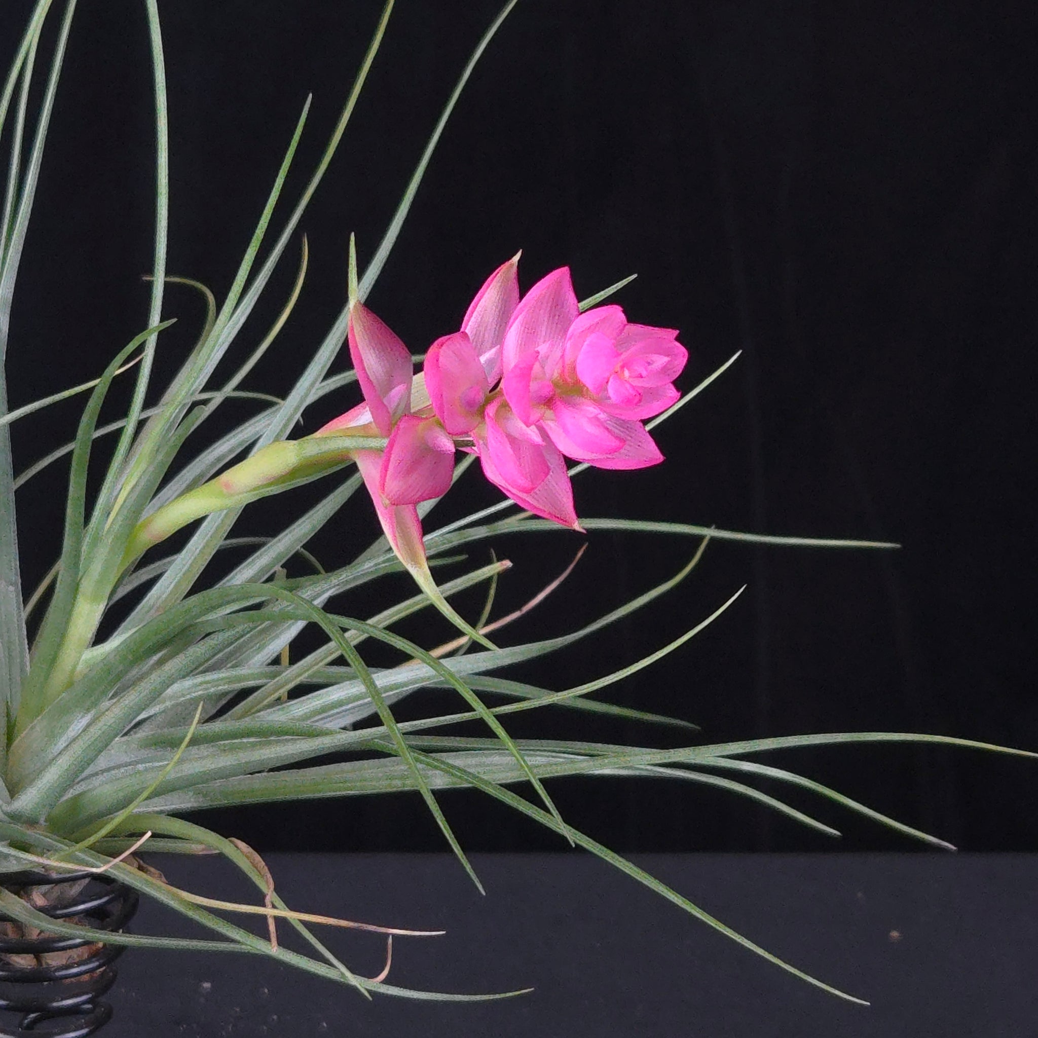 Tillandsia stricta 'Bak'