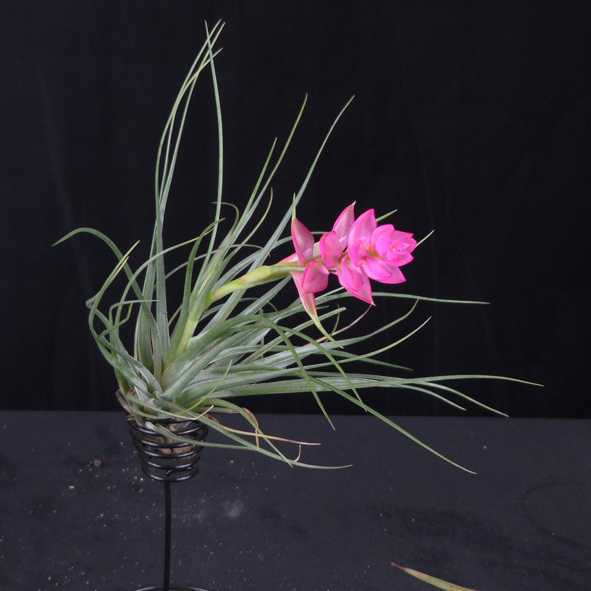 Tillandsia stricta 'Bak'