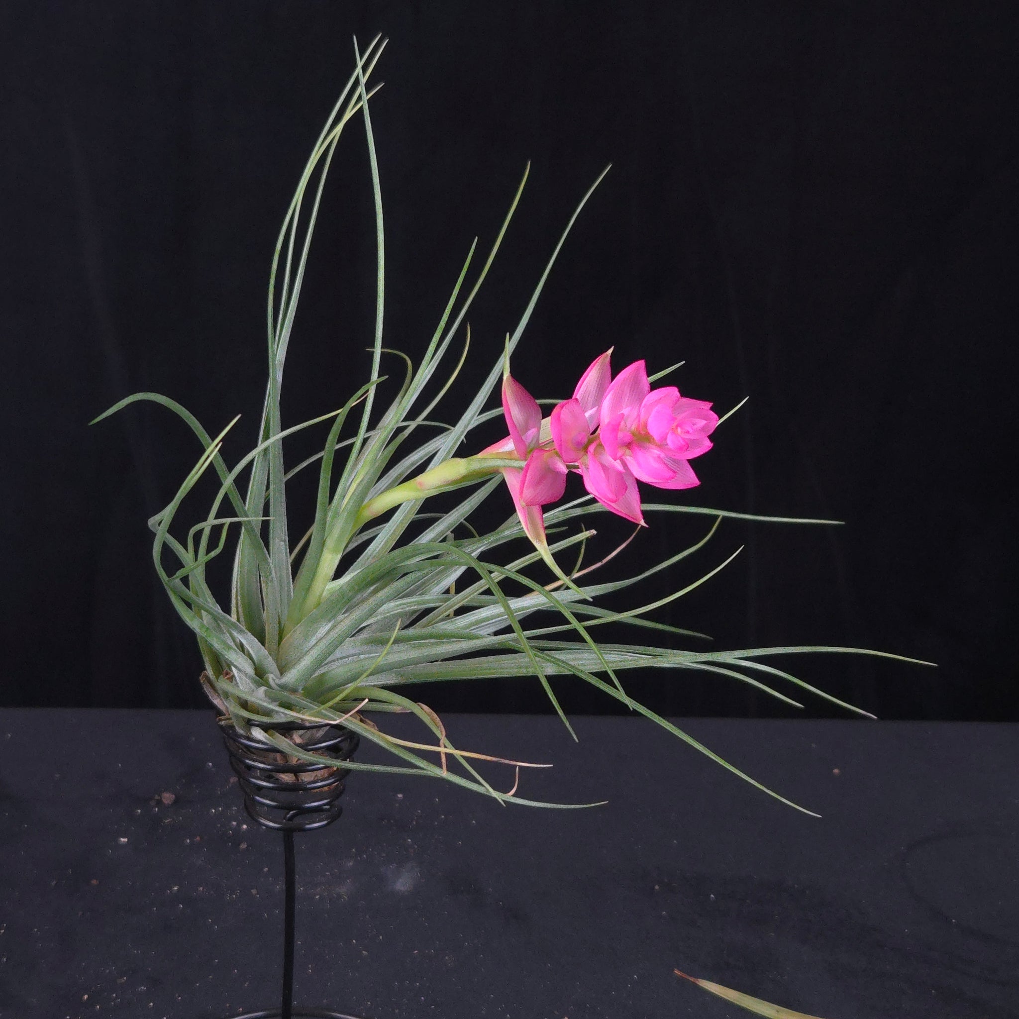 Tillandsia stricta 'Bak'